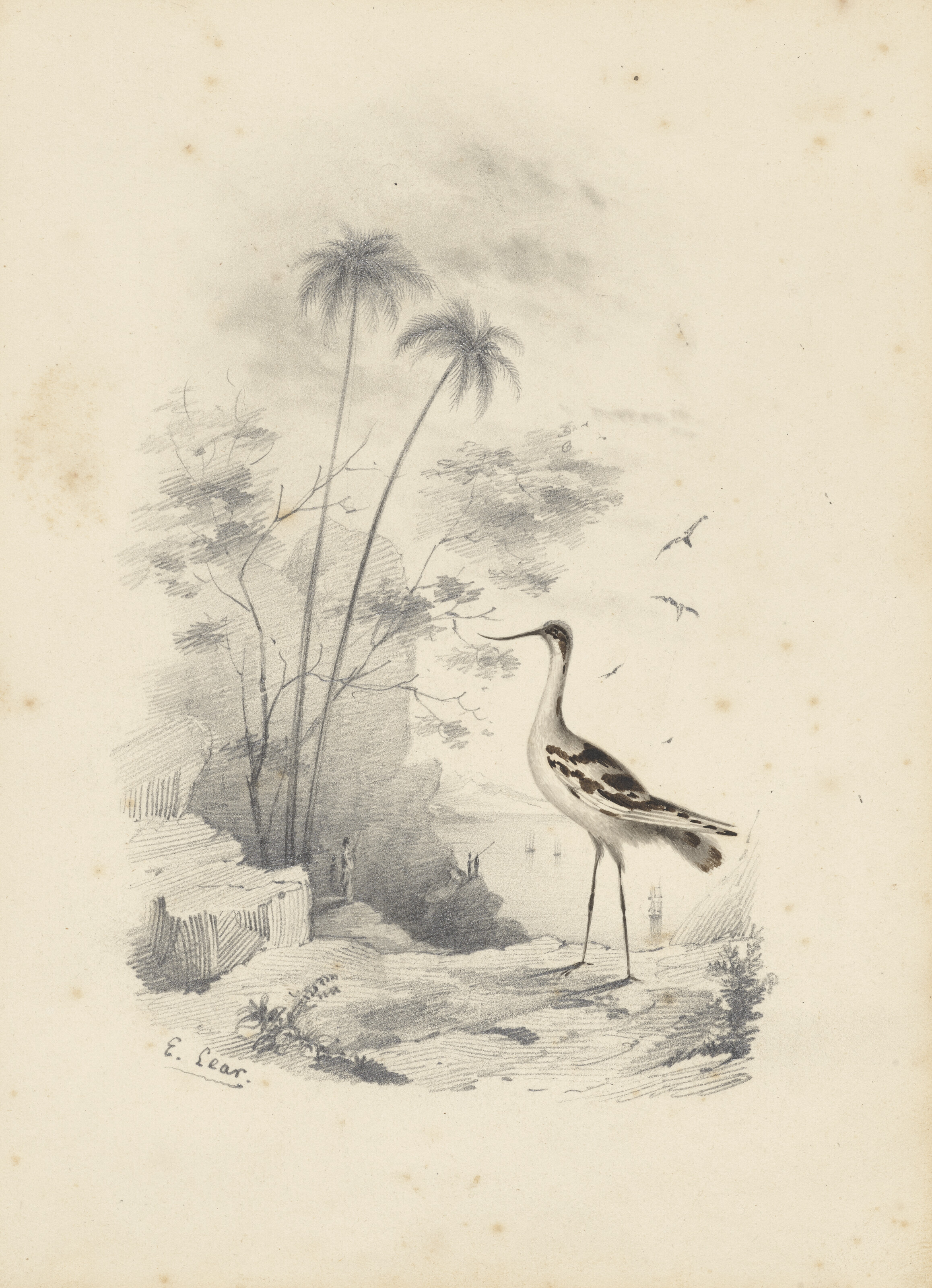 Edward Lear — Четыре виньетки с изображением птиц - пара попугаев, фламинго, авокадо и мергансер, изображение 2