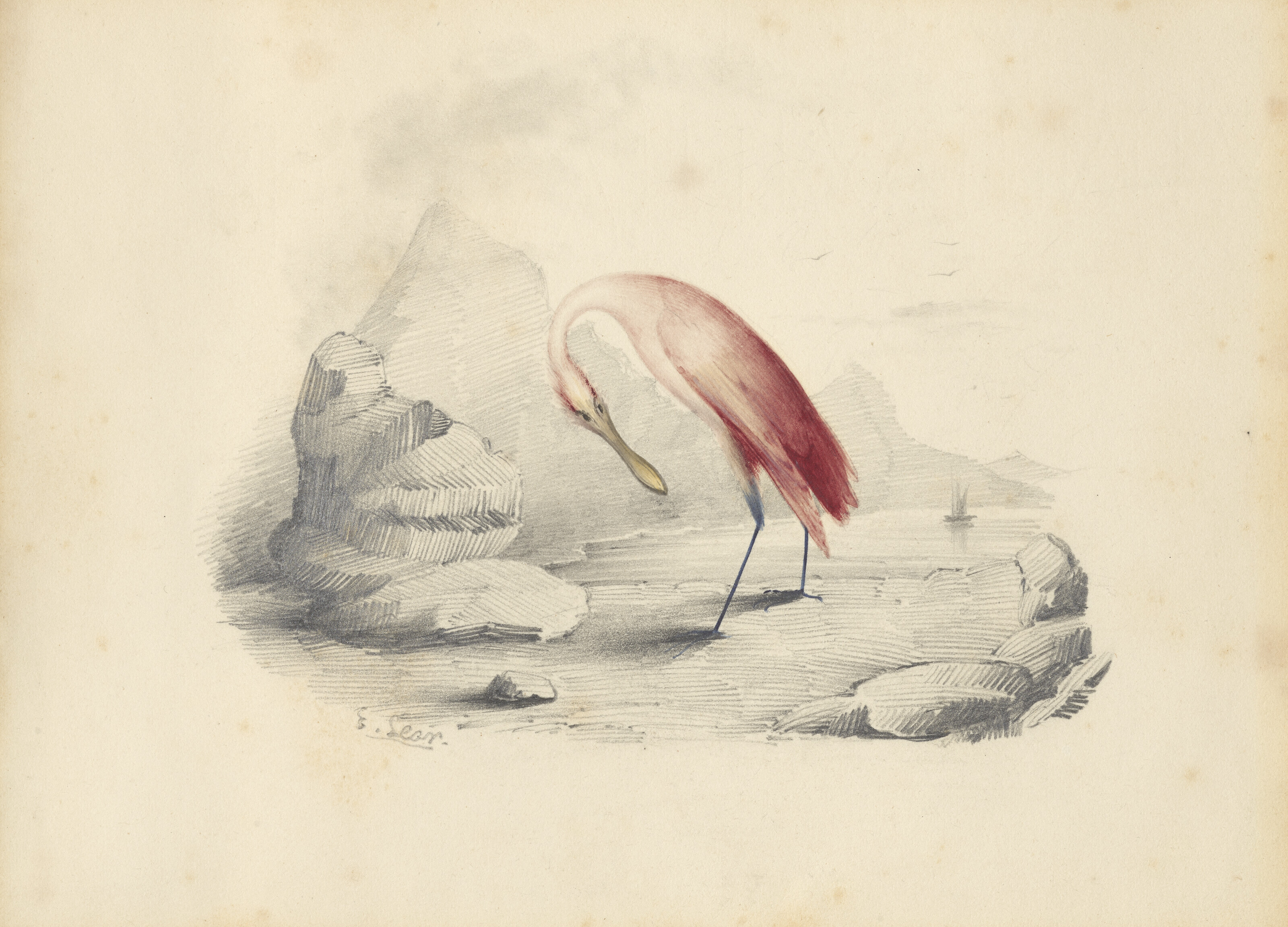 Edward Lear — Четыре виньетки с изображением птиц - пара попугаев, фламинго, авокадо и мергансер, изображение 3