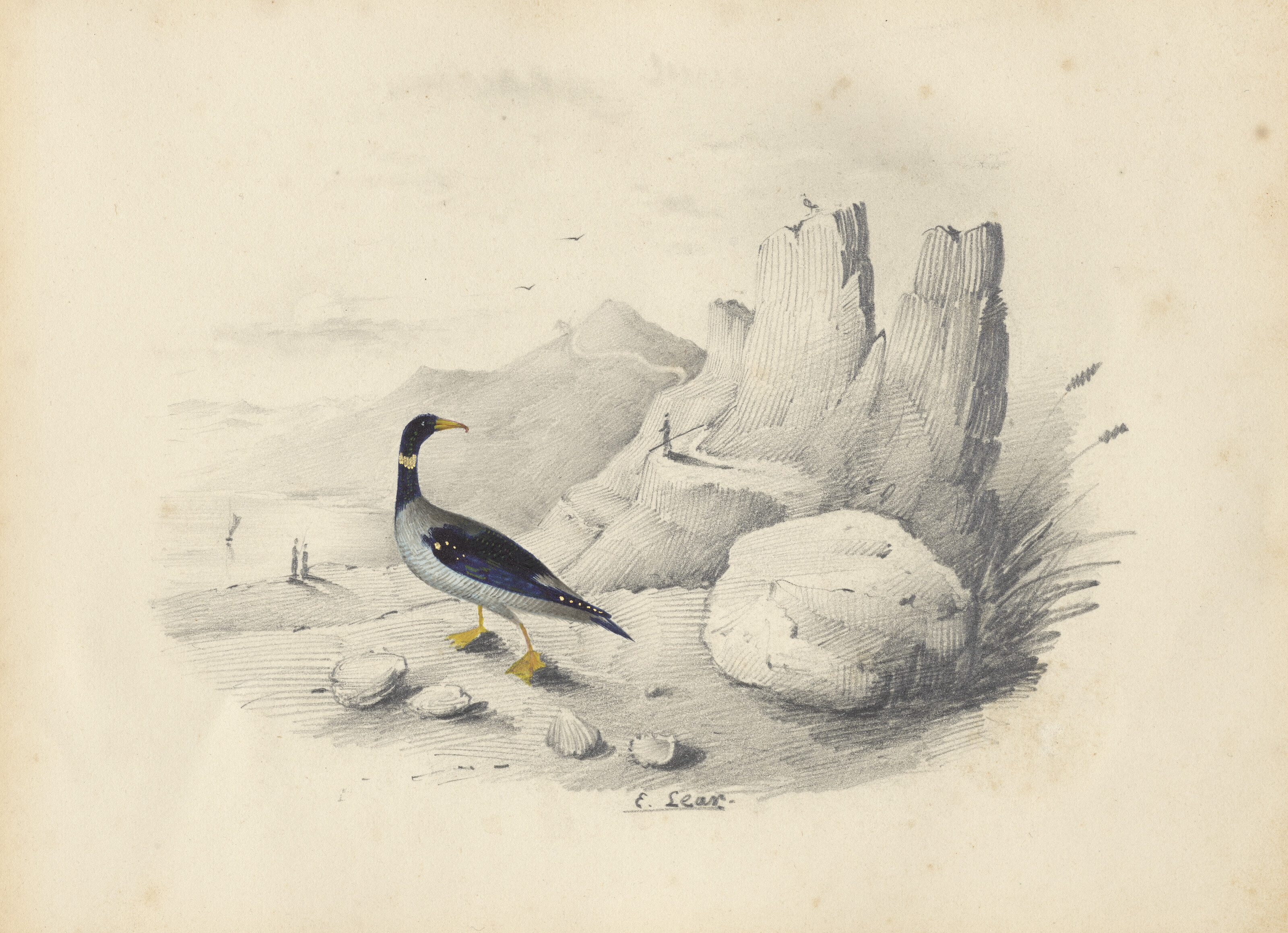 Edward Lear — Четыре виньетки с изображением птиц - пара попугаев, фламинго, авокадо и мергансер, изображение 4