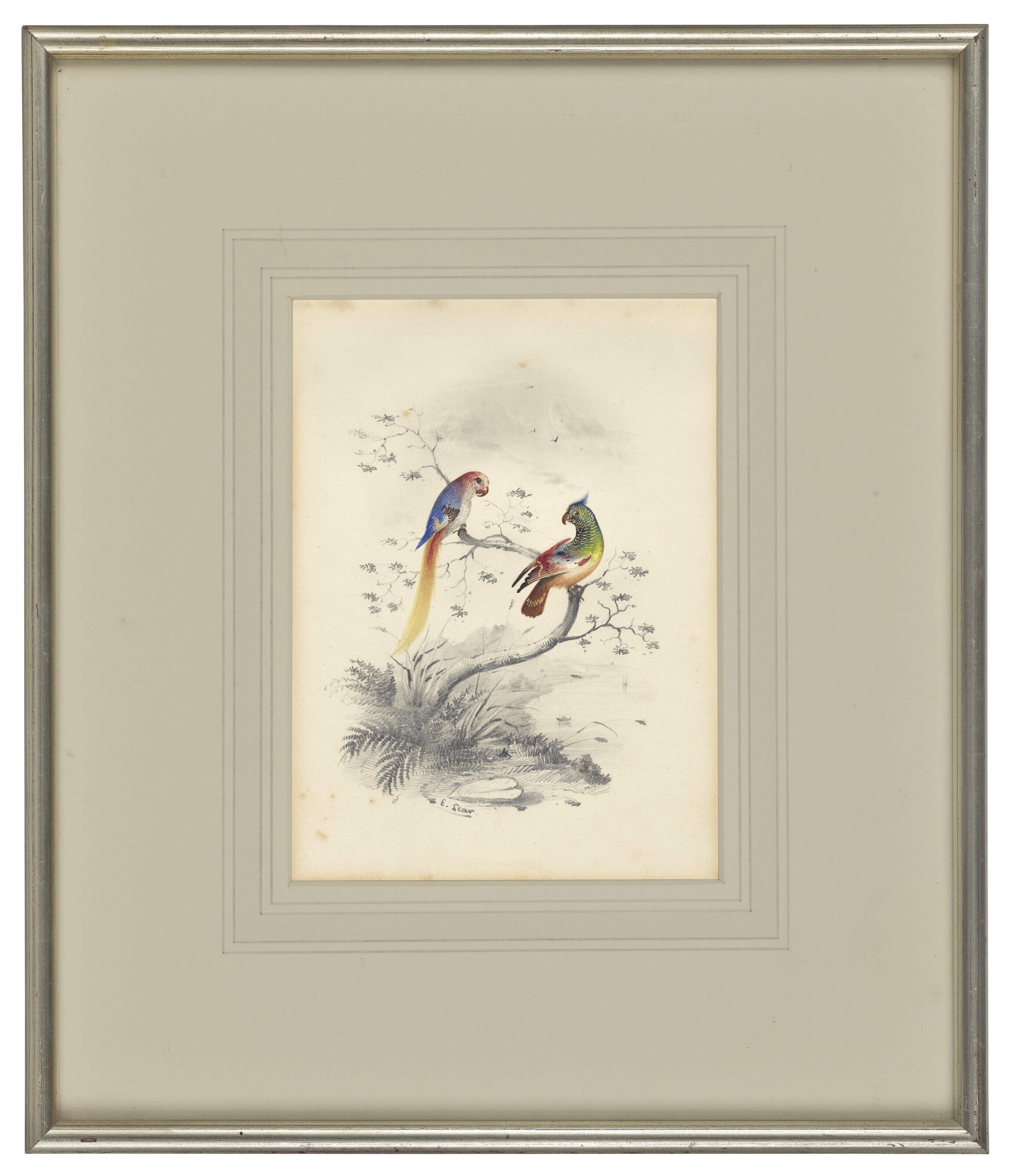 Edward Lear — Четыре виньетки с изображением птиц - пара попугаев, фламинго, авокадо и мергансер, изображение 5