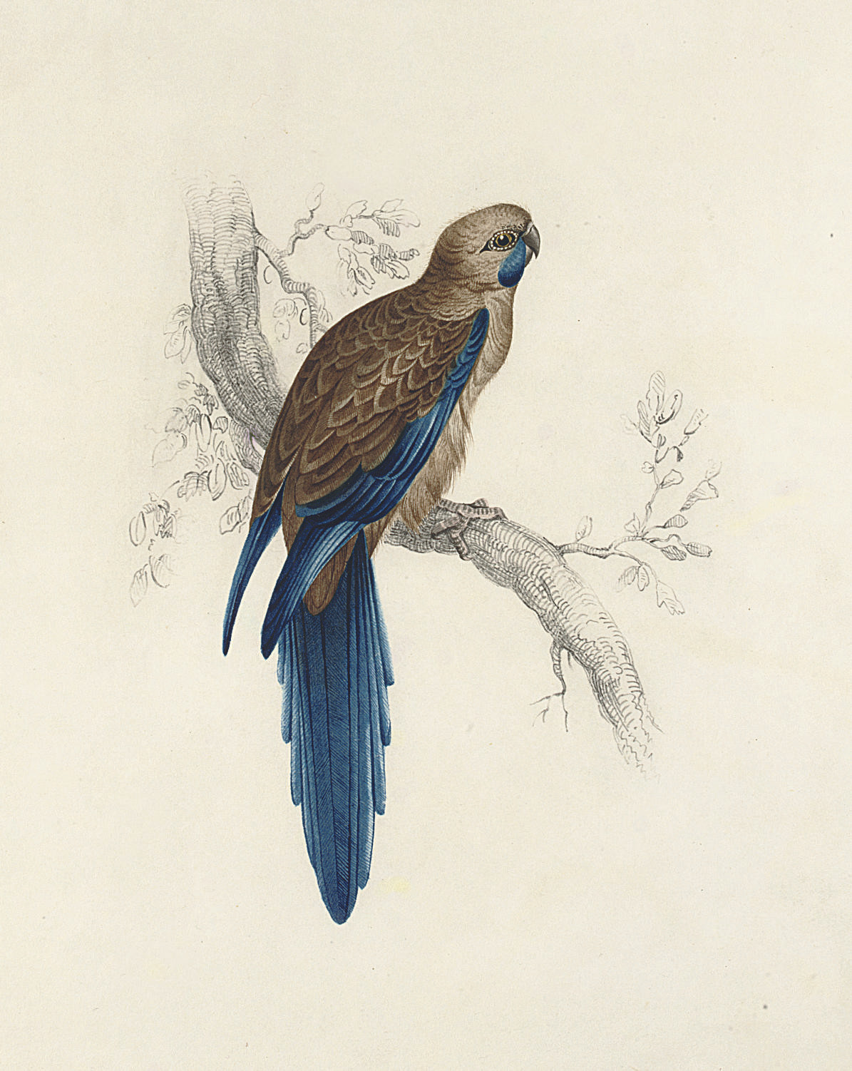 Edward Lear — Пеннантийский широкохвостый попугай