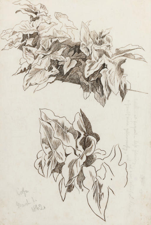 Edward Lear — Исследование плюща, Корфу
