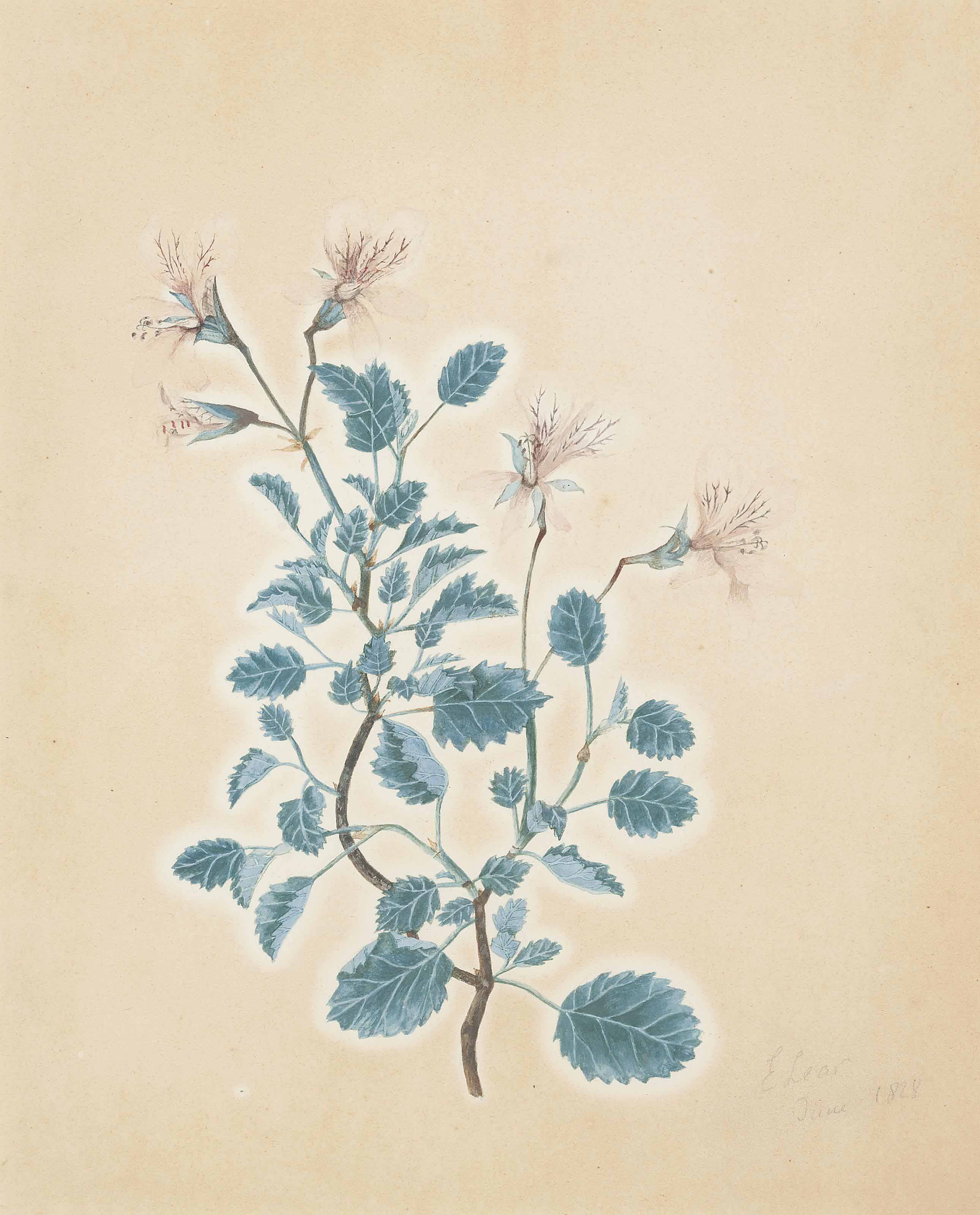 Edward Lear — Ботанический кабинет