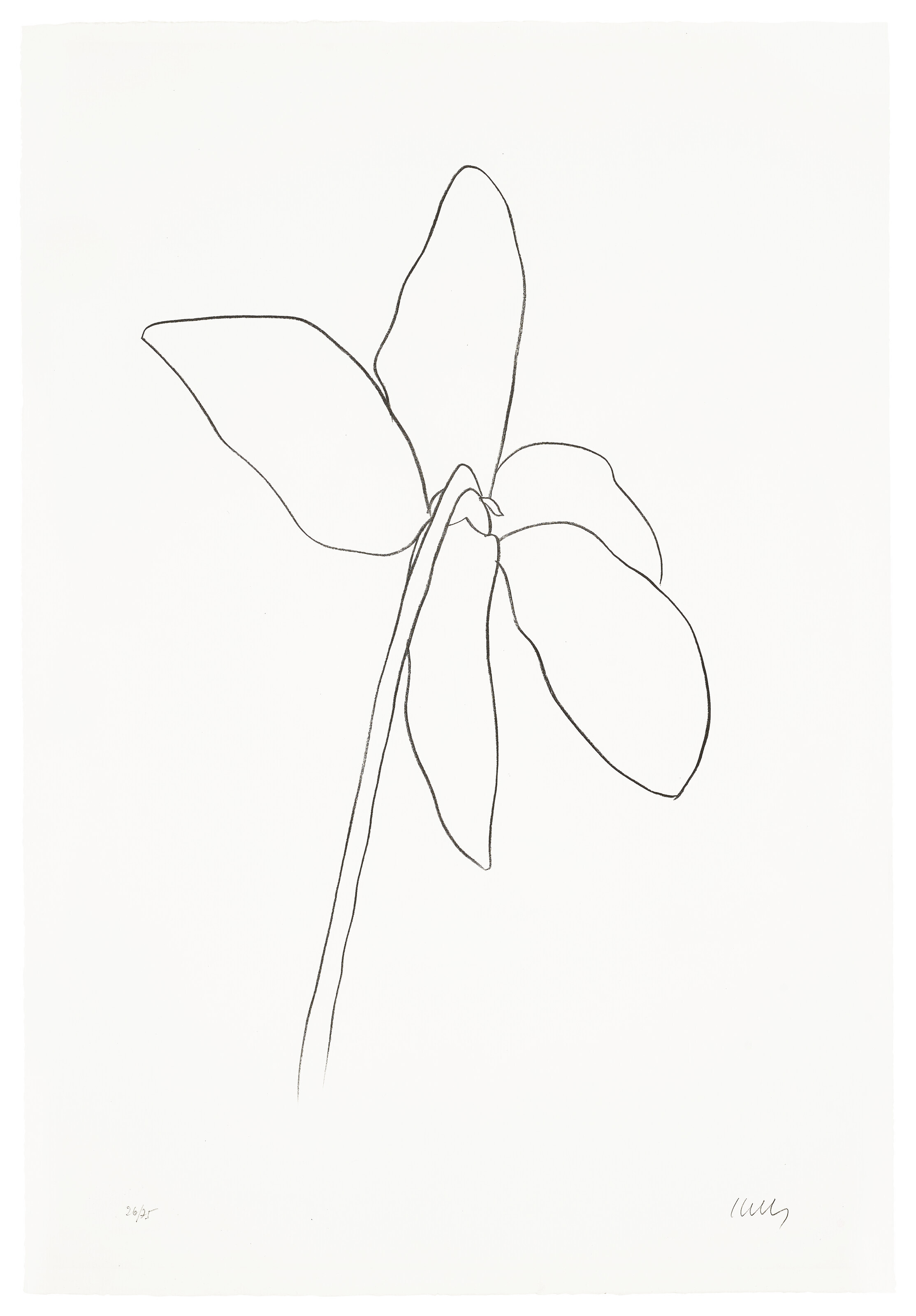 Ellsworth Kelly — Цикламен IV, из серии литографий растений, изображение 1