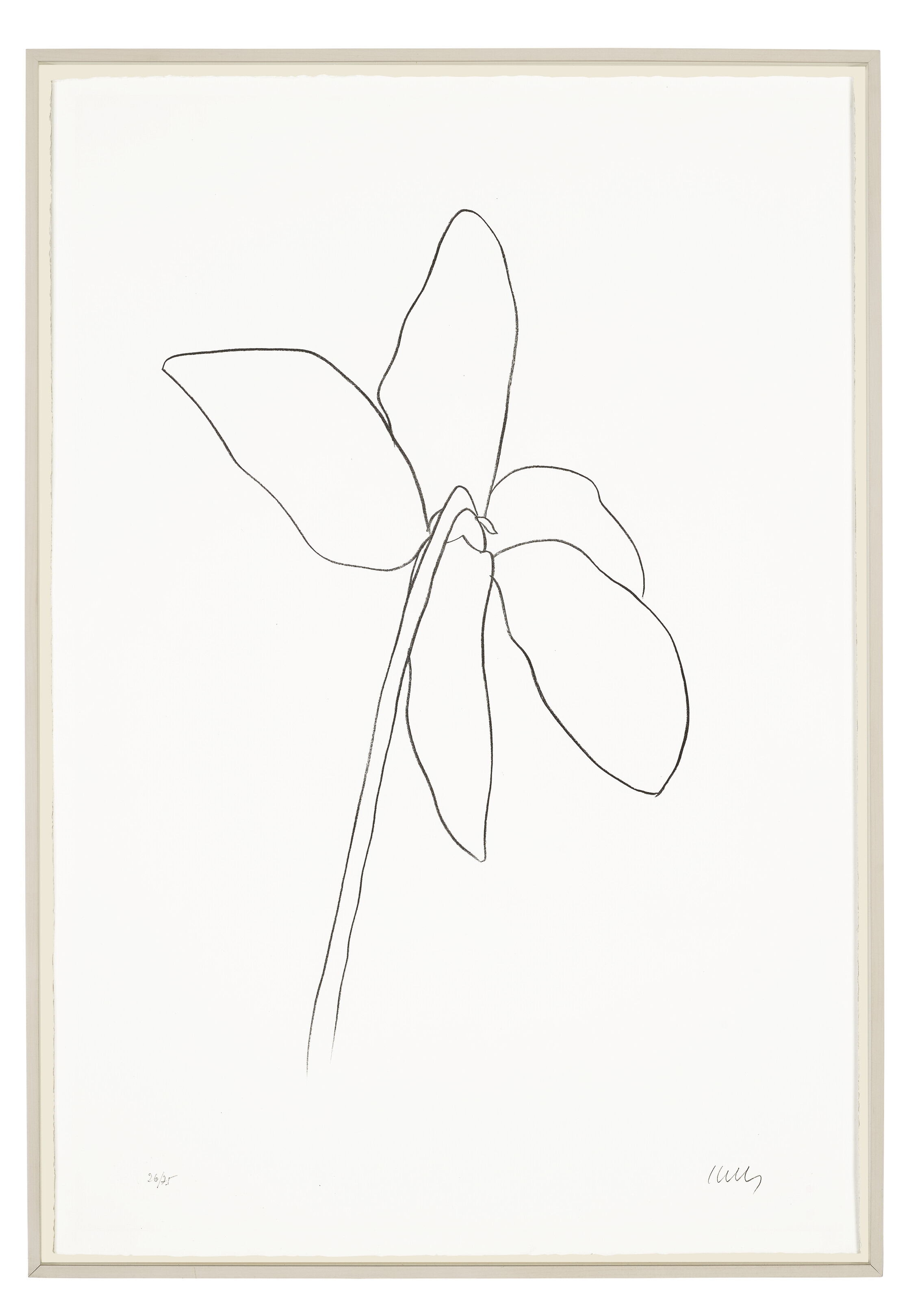 Ellsworth Kelly — Цикламен IV, из серии литографий растений, изображение 2