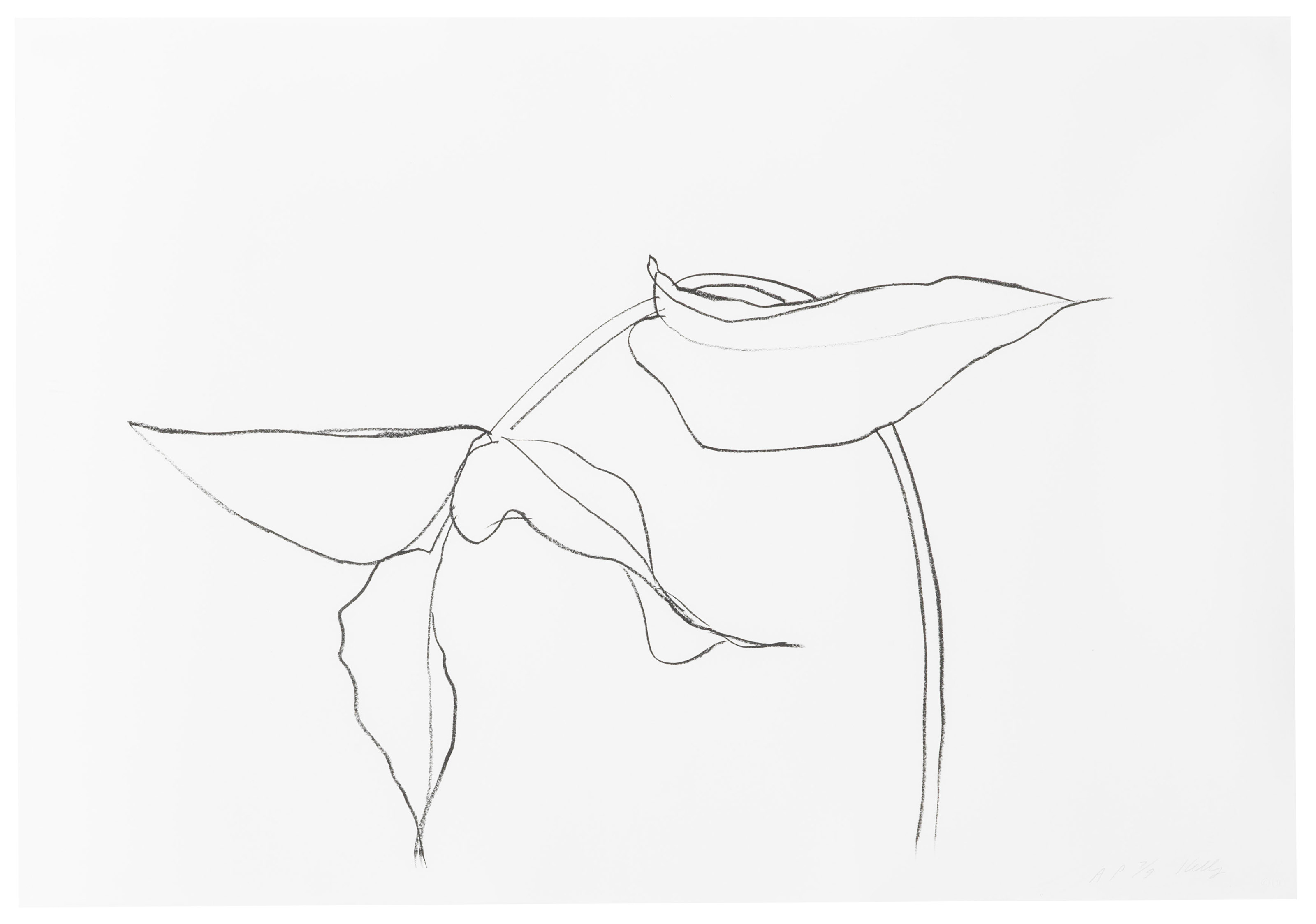 Ellsworth Kelly — Филодендрон I, из серии литографий о растениях и цветах
