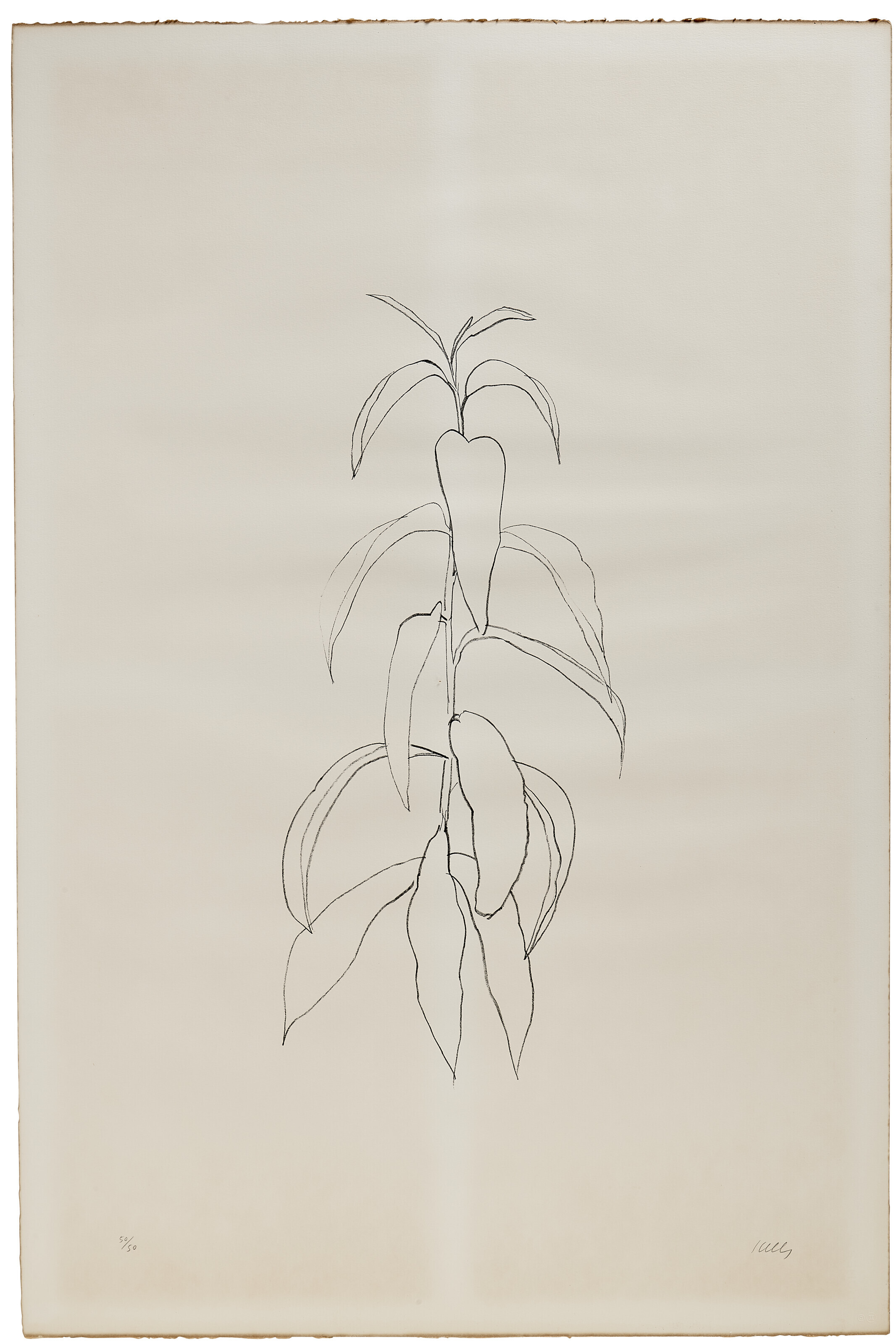 Ellsworth Kelly — Ветка персика, да: Листья
