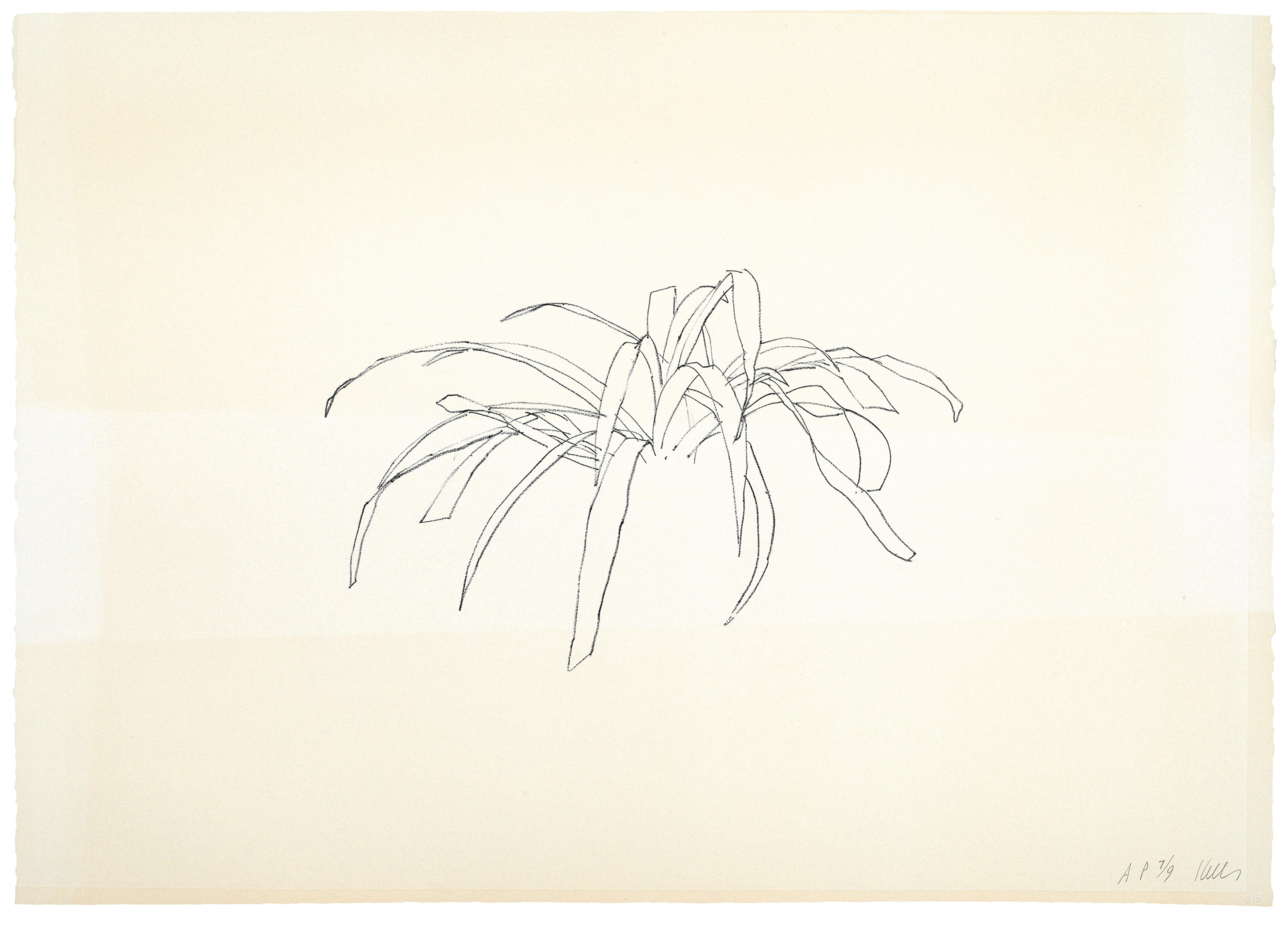 Ellsworth Kelly — Листья, состоящие из двенадцати листьев
