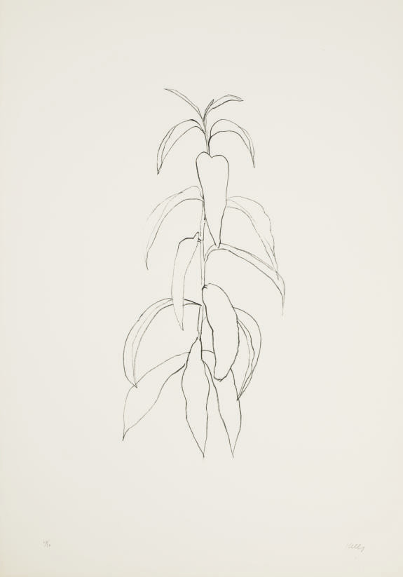 Ellsworth Kelly — Ветка персика, из листьев (А. 93)