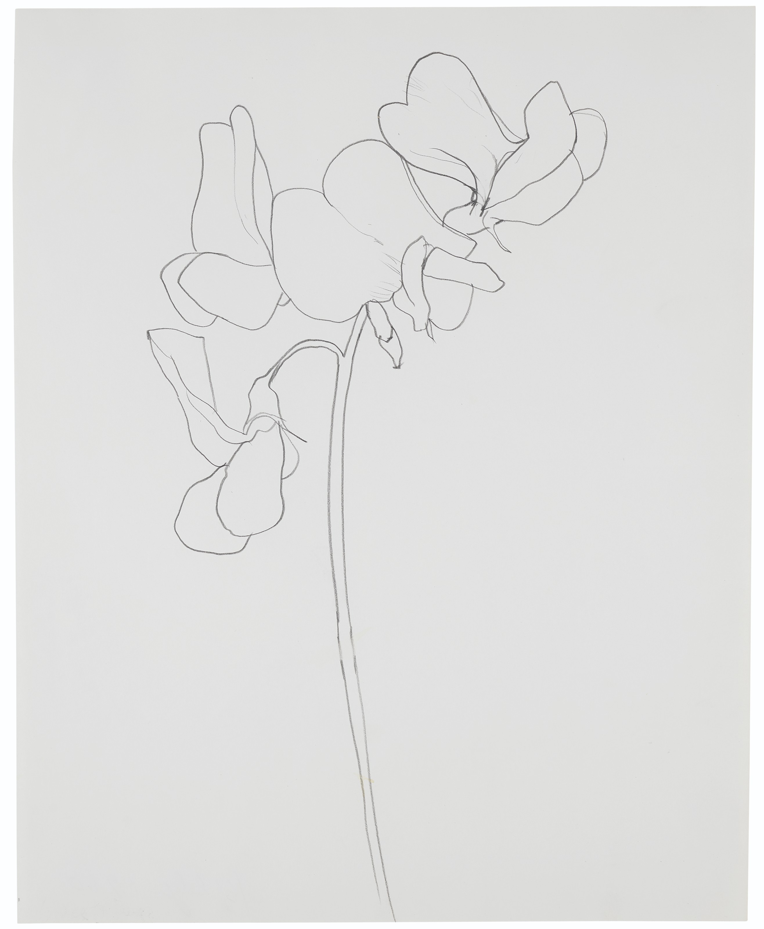 Ellsworth Kelly — Сладкий горошек