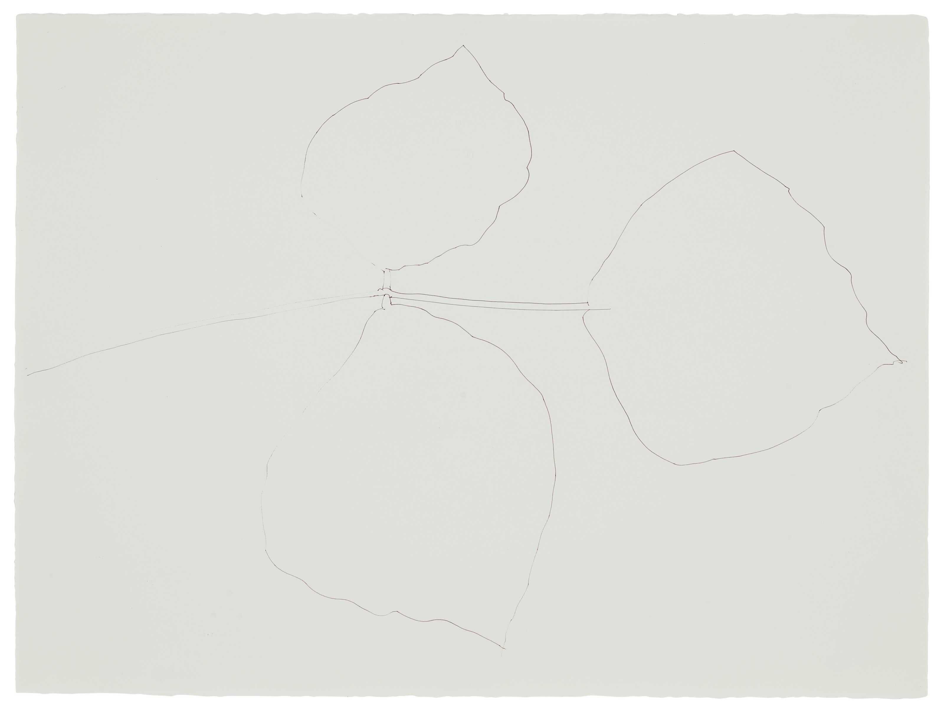 Ellsworth Kelly — Коралловый лист 5
