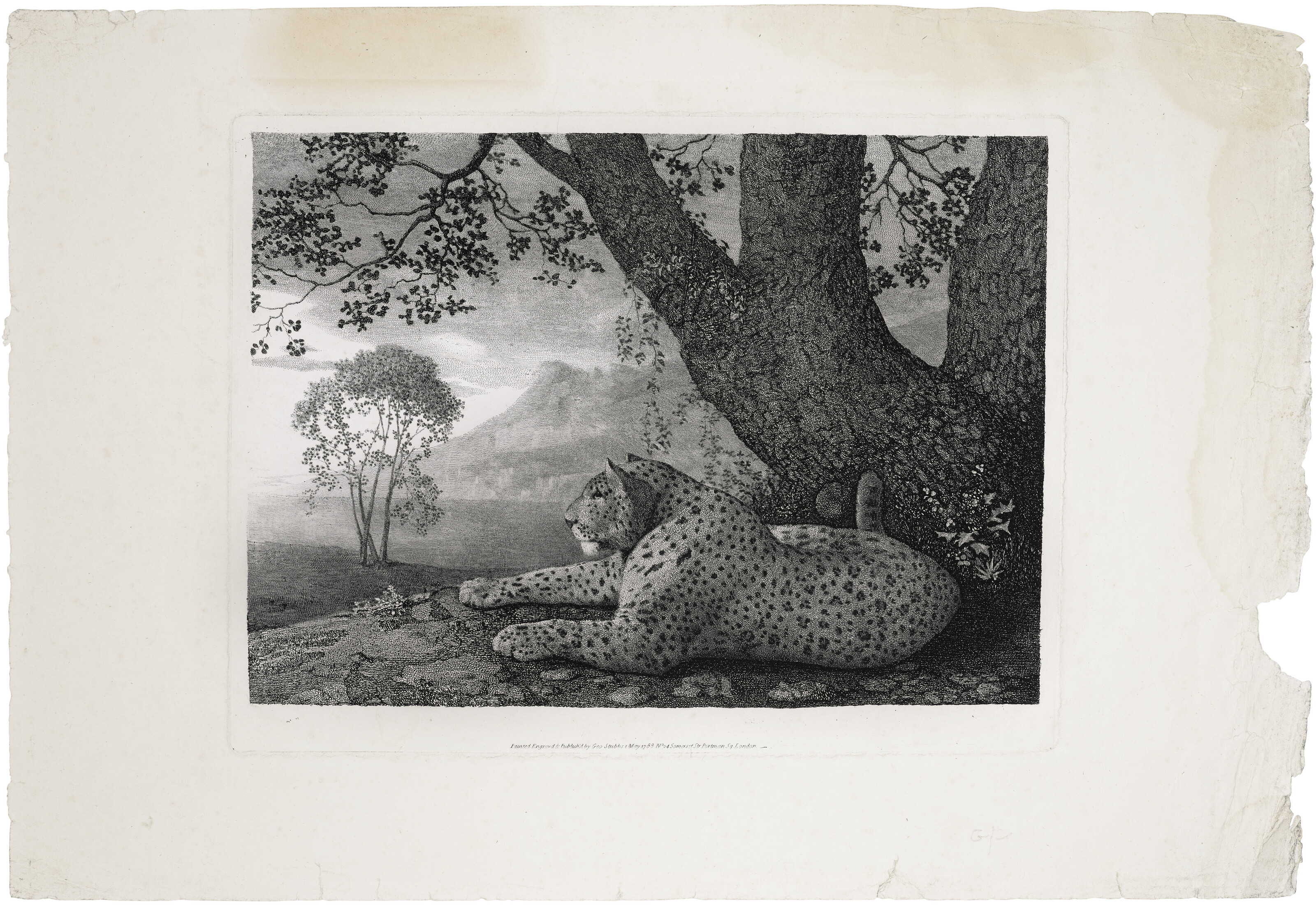 George Stubbs — Тигр (лежащий леопард у дерева), изображение 3