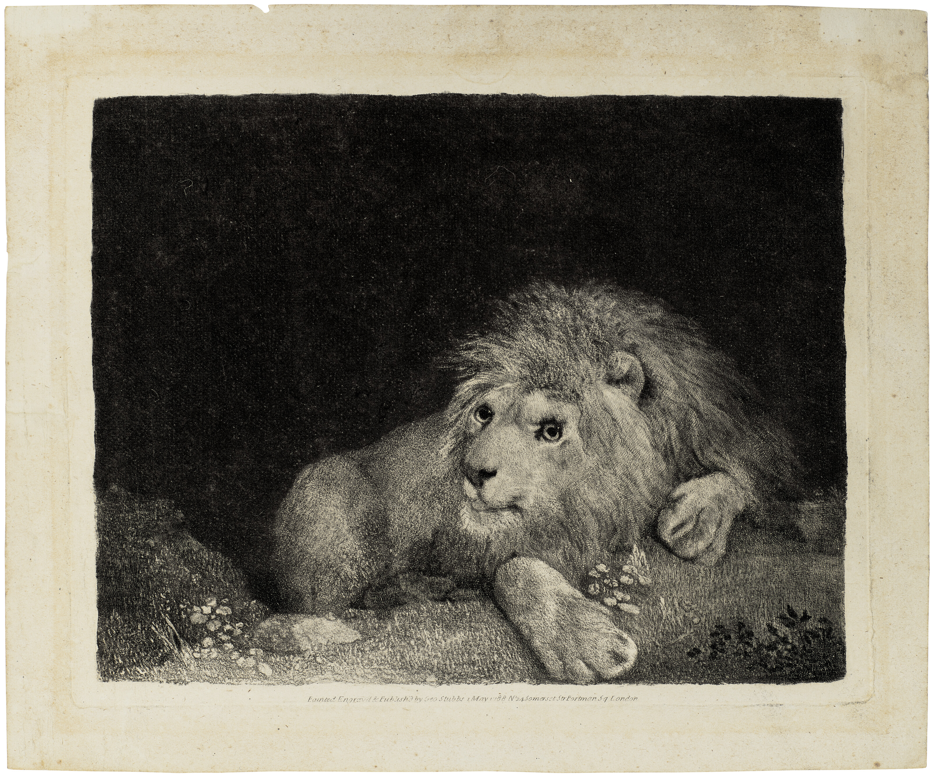 George Stubbs — Лев (Лежащий Лев), изображение 3