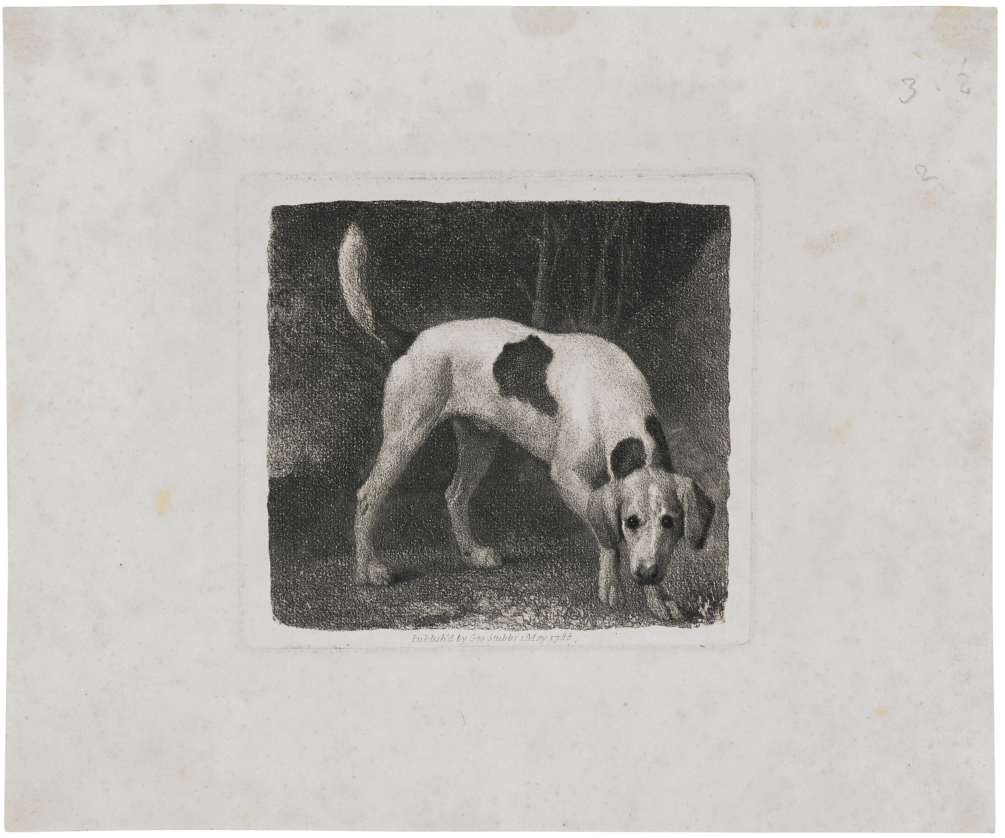 George Stubbs — Собака (Гончая, идущая по следу), изображение 3