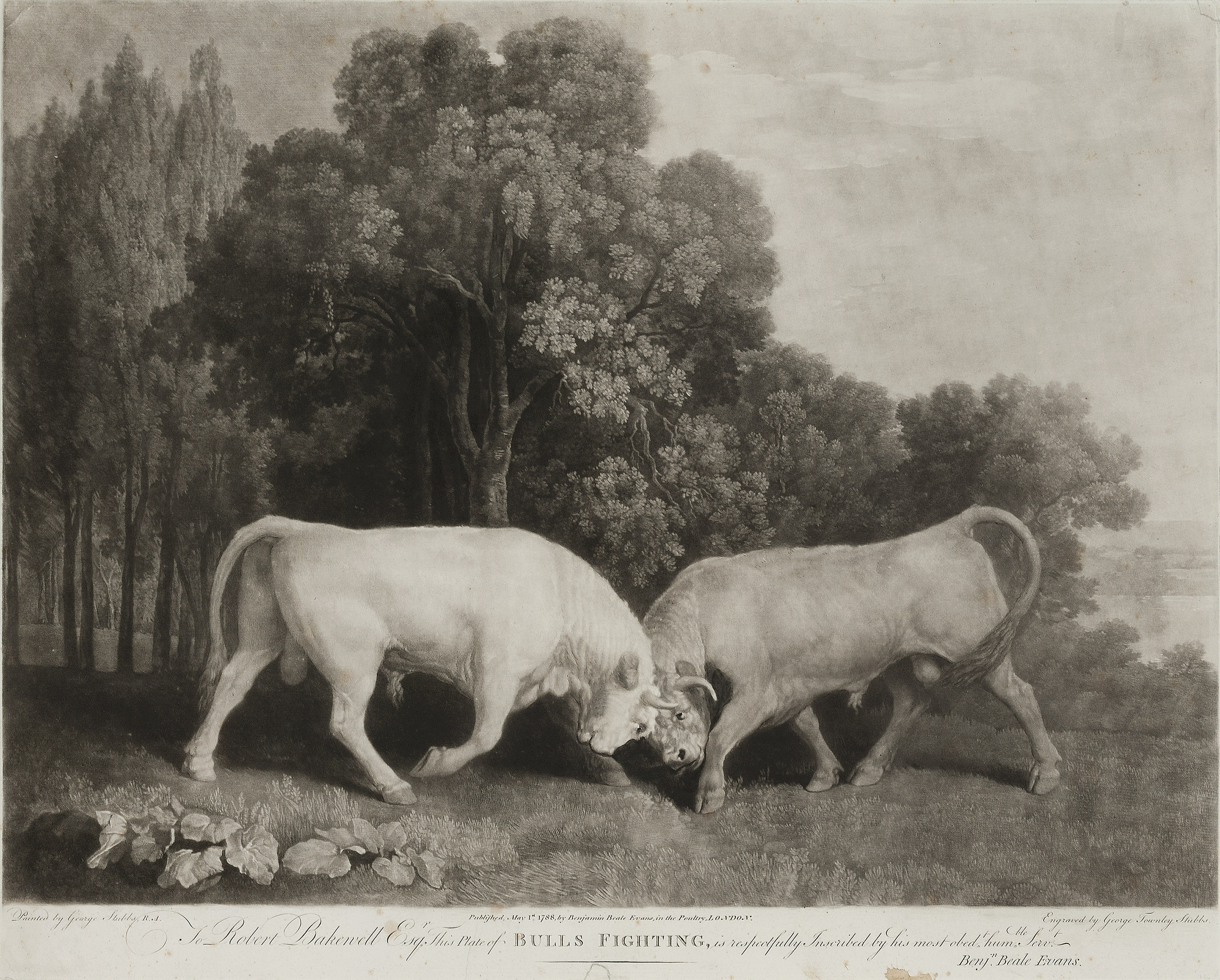 George Stubbs — Дерущиеся лошади и быки, изображение 2