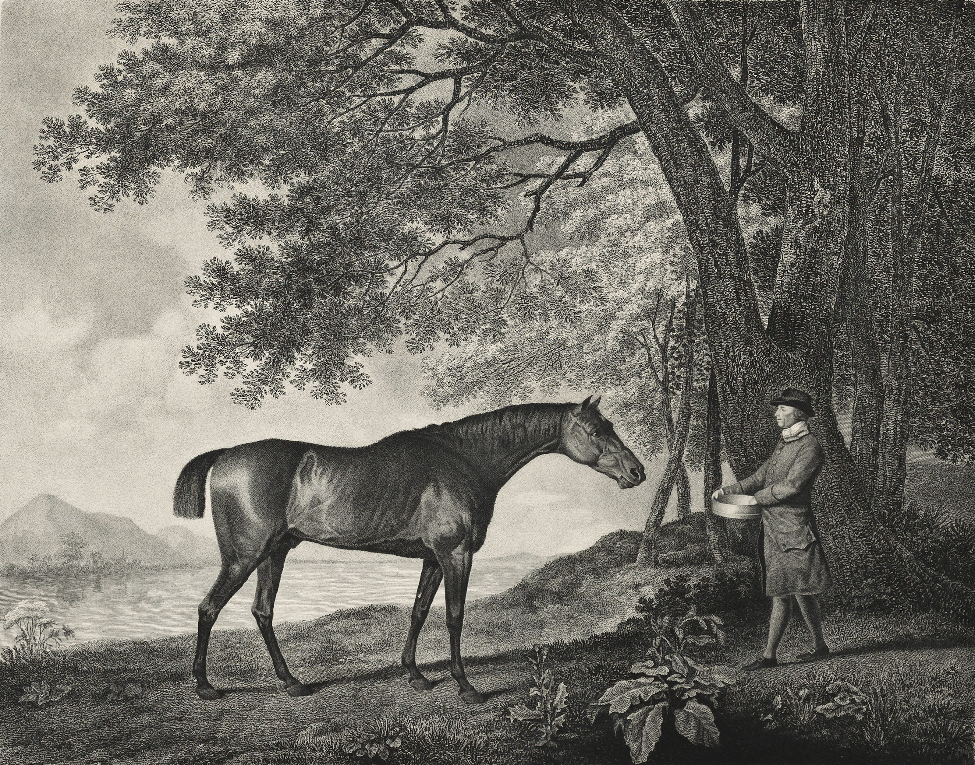 George Stubbs — Мамбрино и Шарк, изображение 2