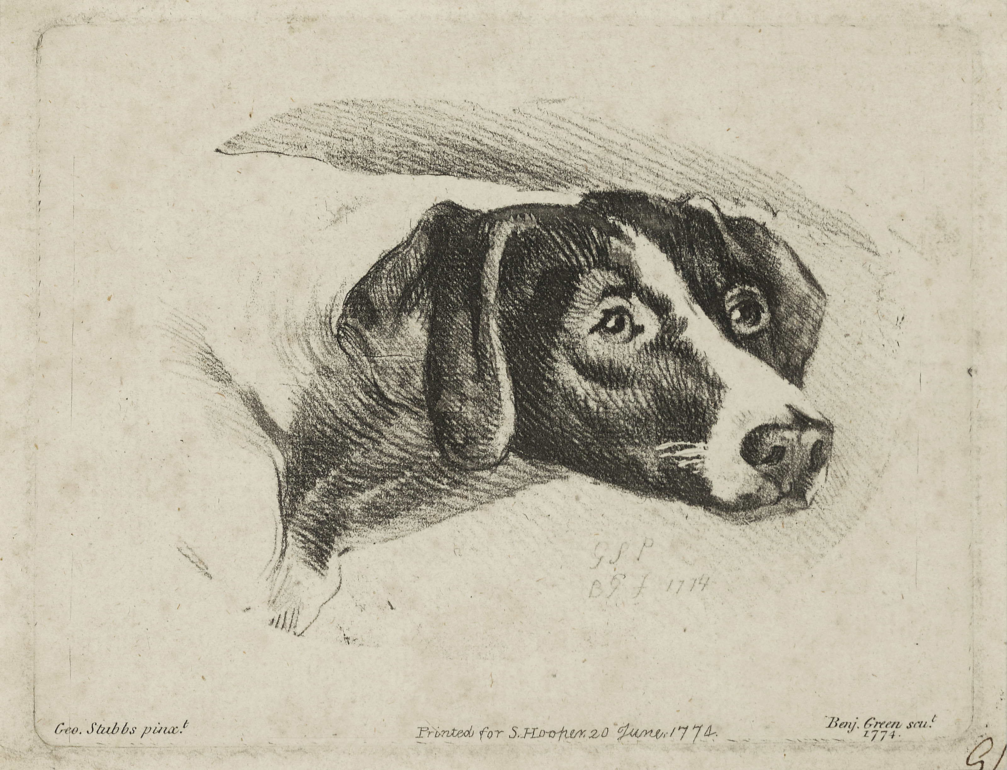 George Stubbs — Милый Уильям, изображение 3