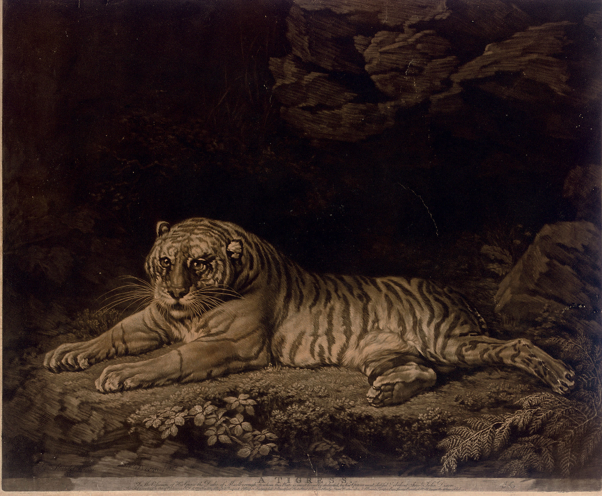 George Stubbs — Тигрица