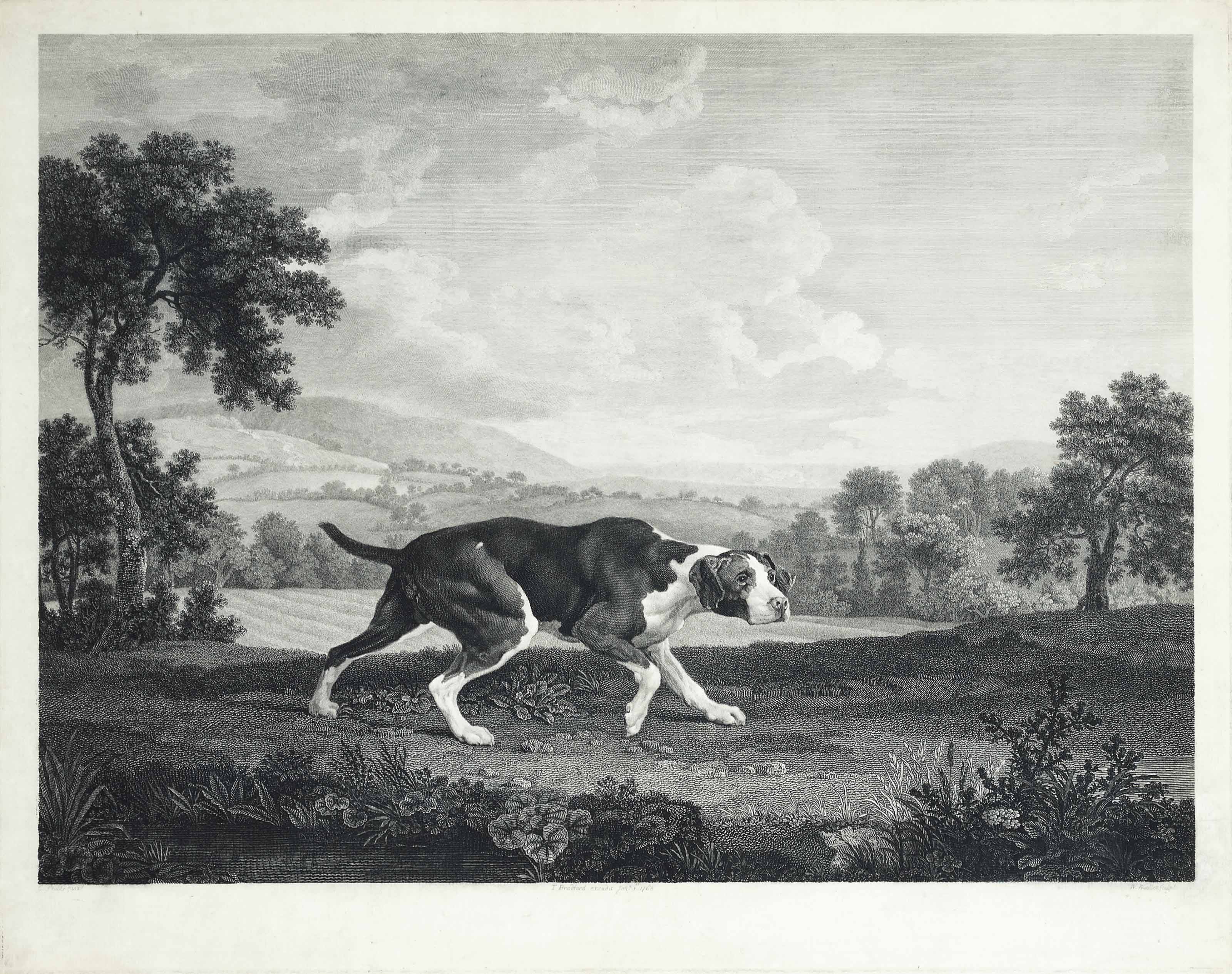 George Stubbs — Испанский пойнтер