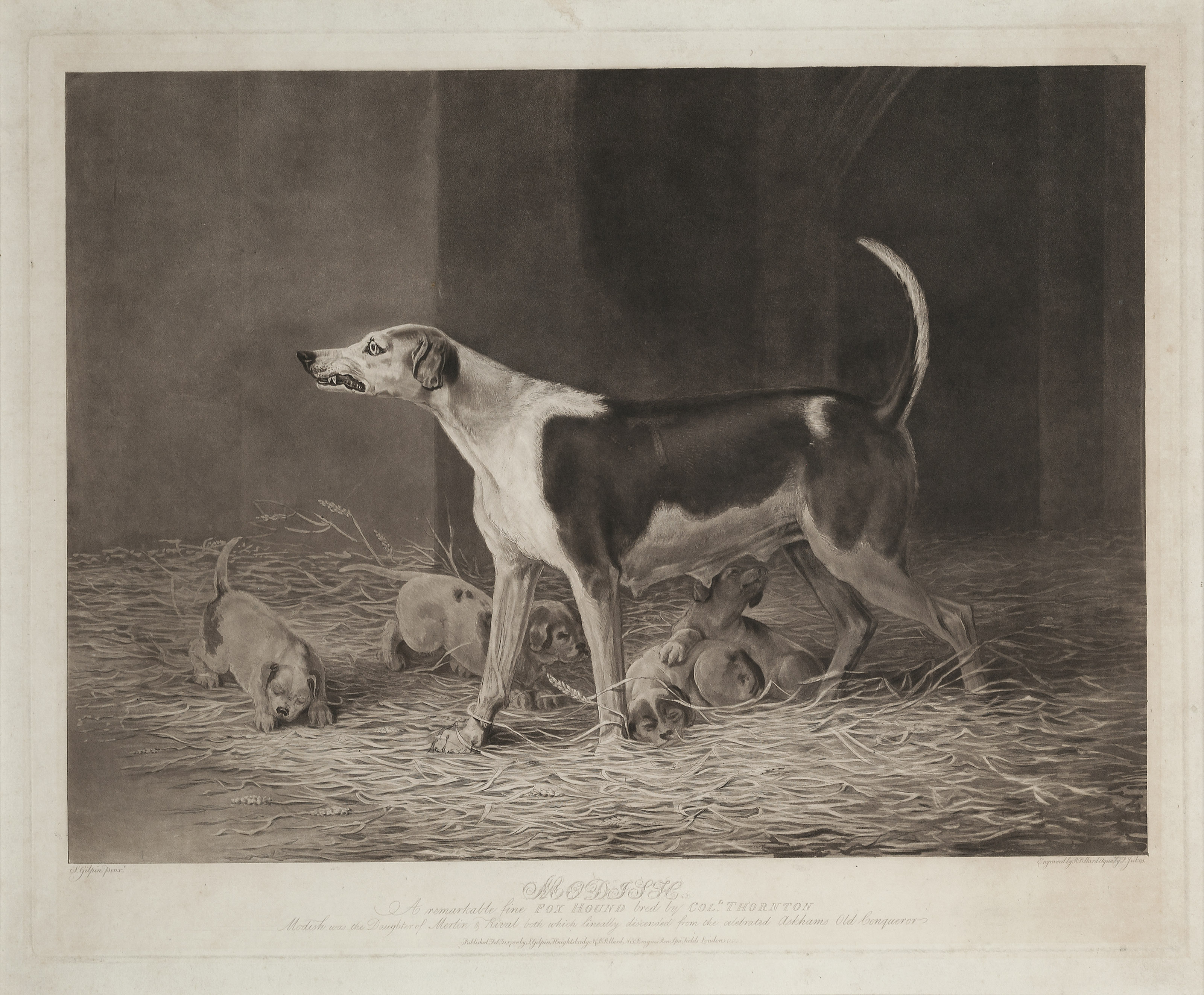 George Stubbs — Испанский пойнтер, изображение 2