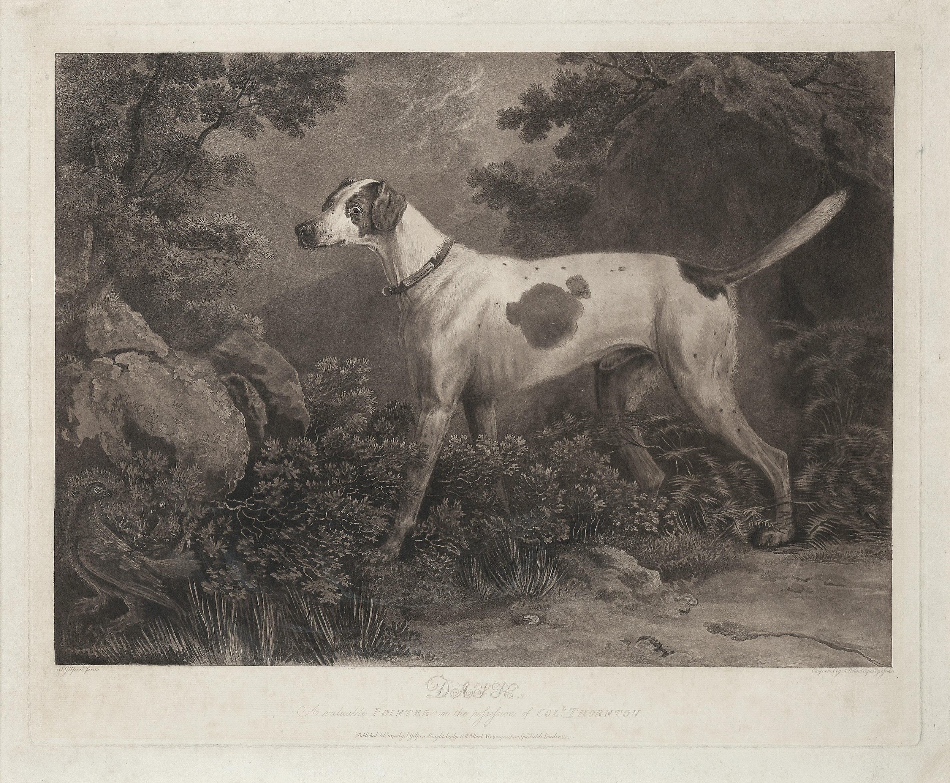 George Stubbs — Испанский пойнтер, изображение 3