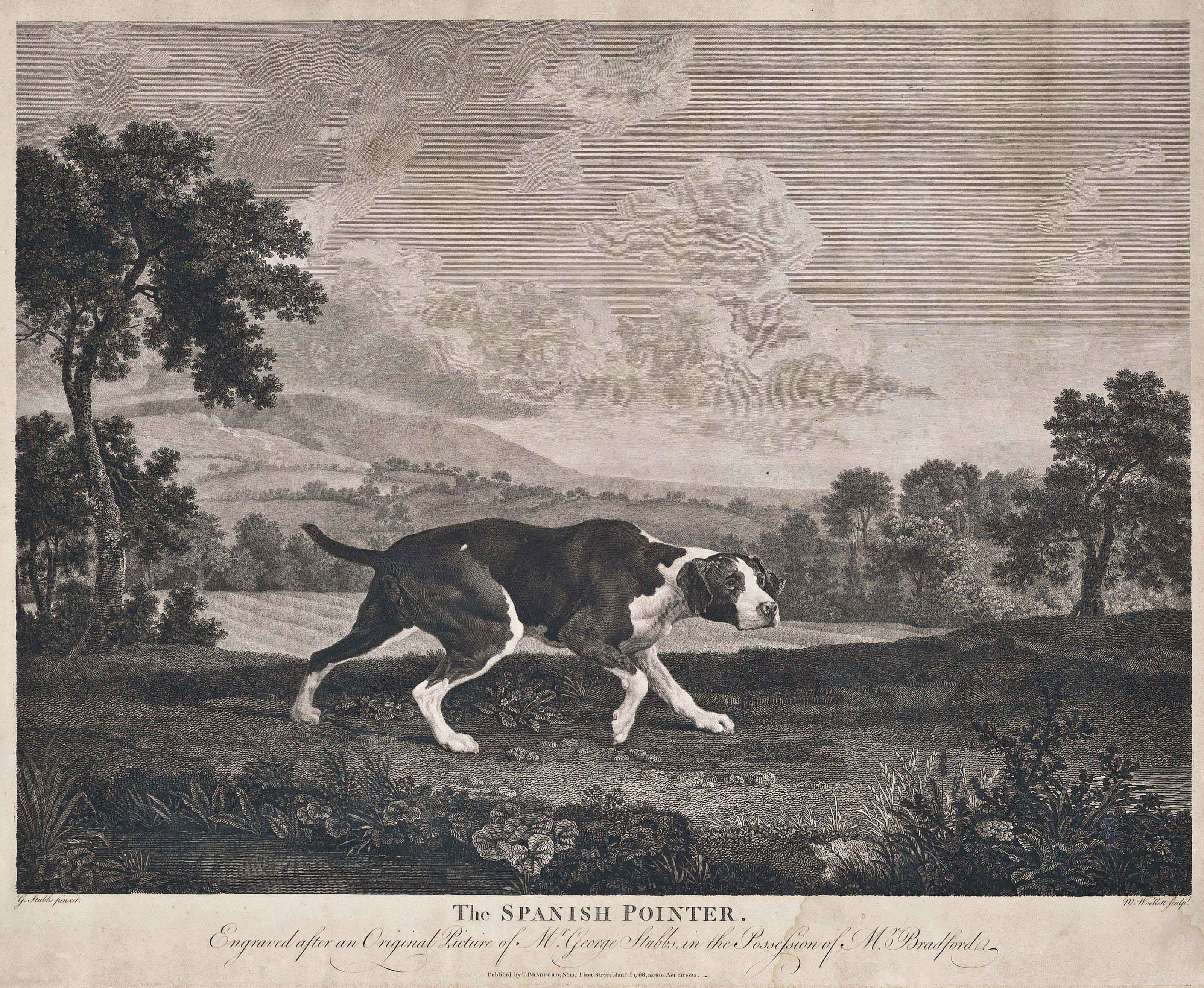 George Stubbs — Испанский пойнтер