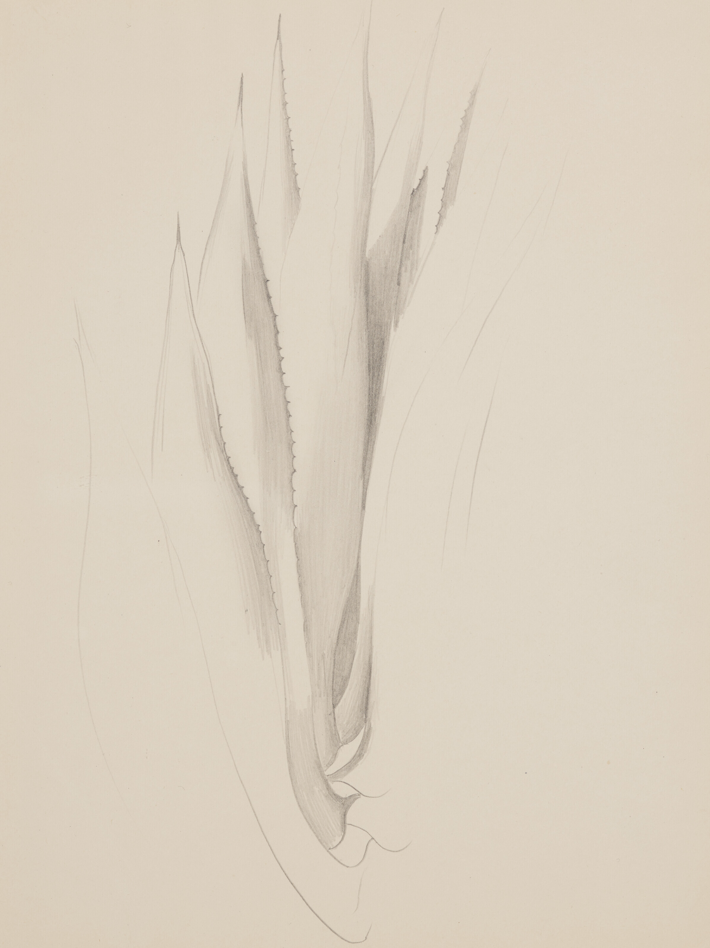 Georgia O’Keeffe — Форма растения-Алоэ