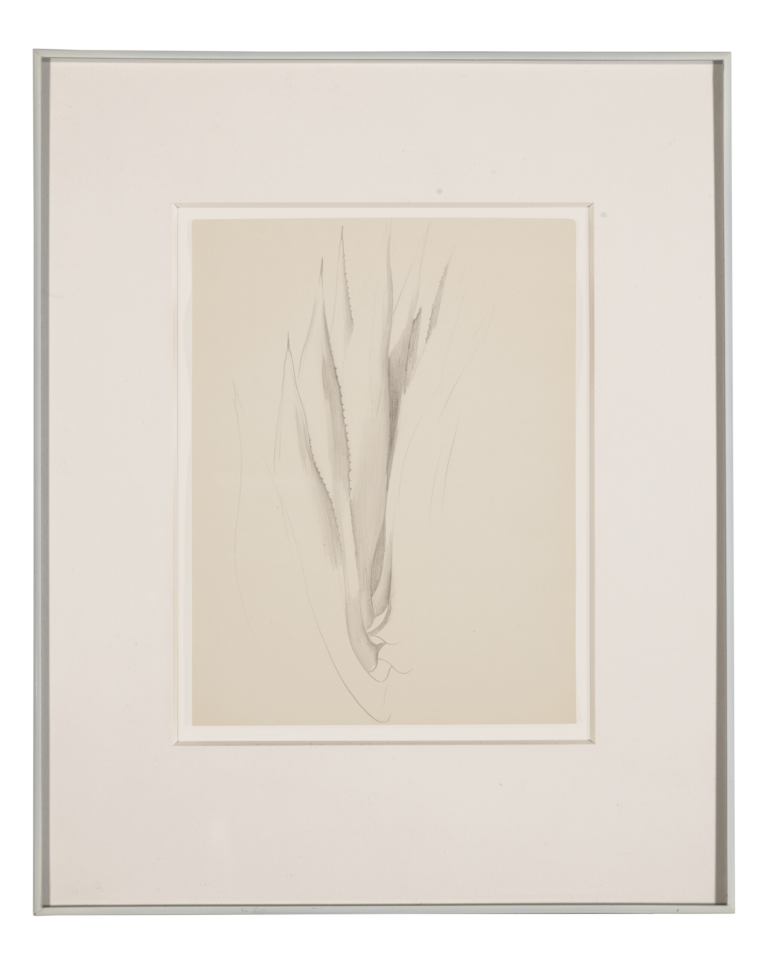 Georgia O’Keeffe — Форма растения-Алоэ, изображение 2