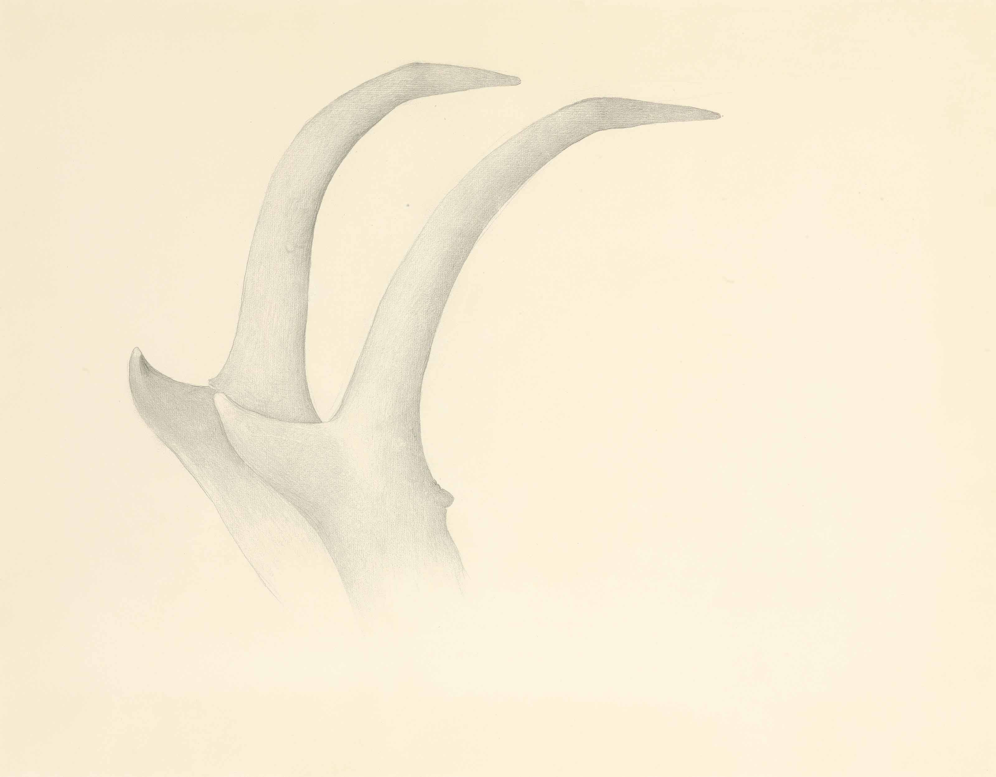 Georgia O’Keeffe — Рога антилопы