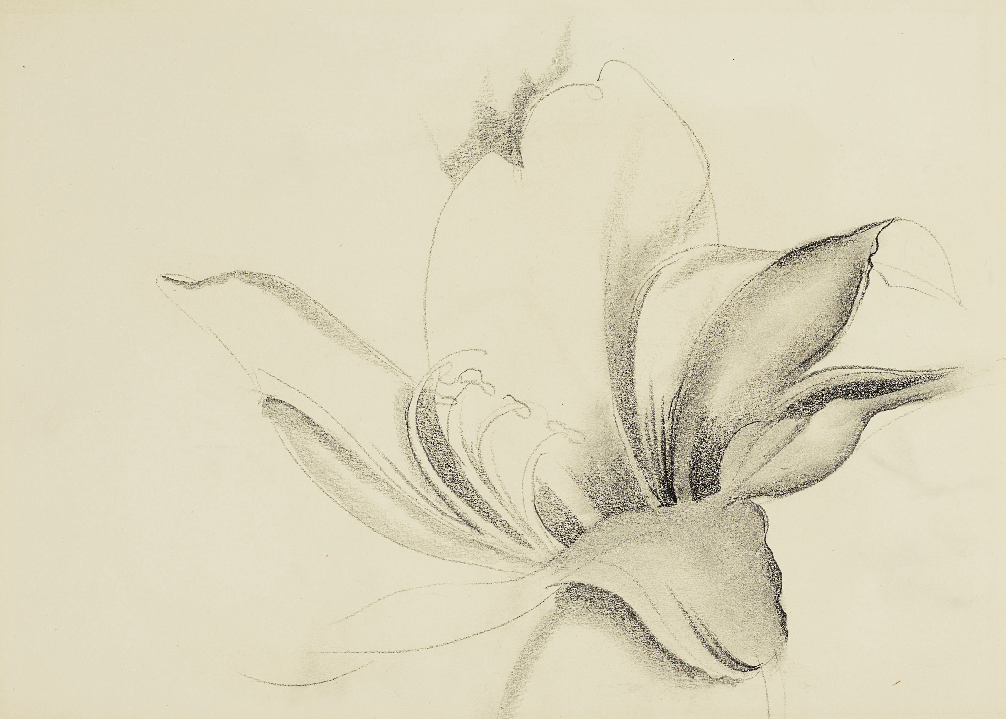 Georgia O’Keeffe — Без названия (Лилия)