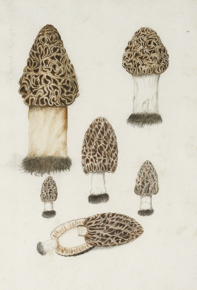 German School — Исследования грибов-сморчков (Morchella esculenta)