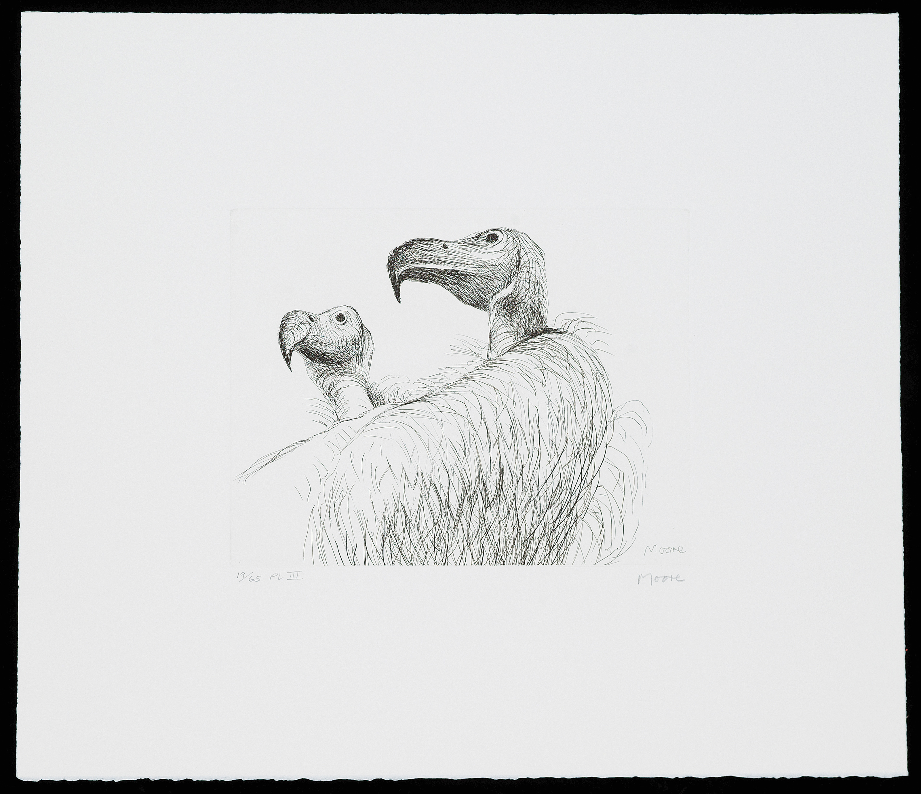 Henry Moore — Животные в зоопарке, изображение 7