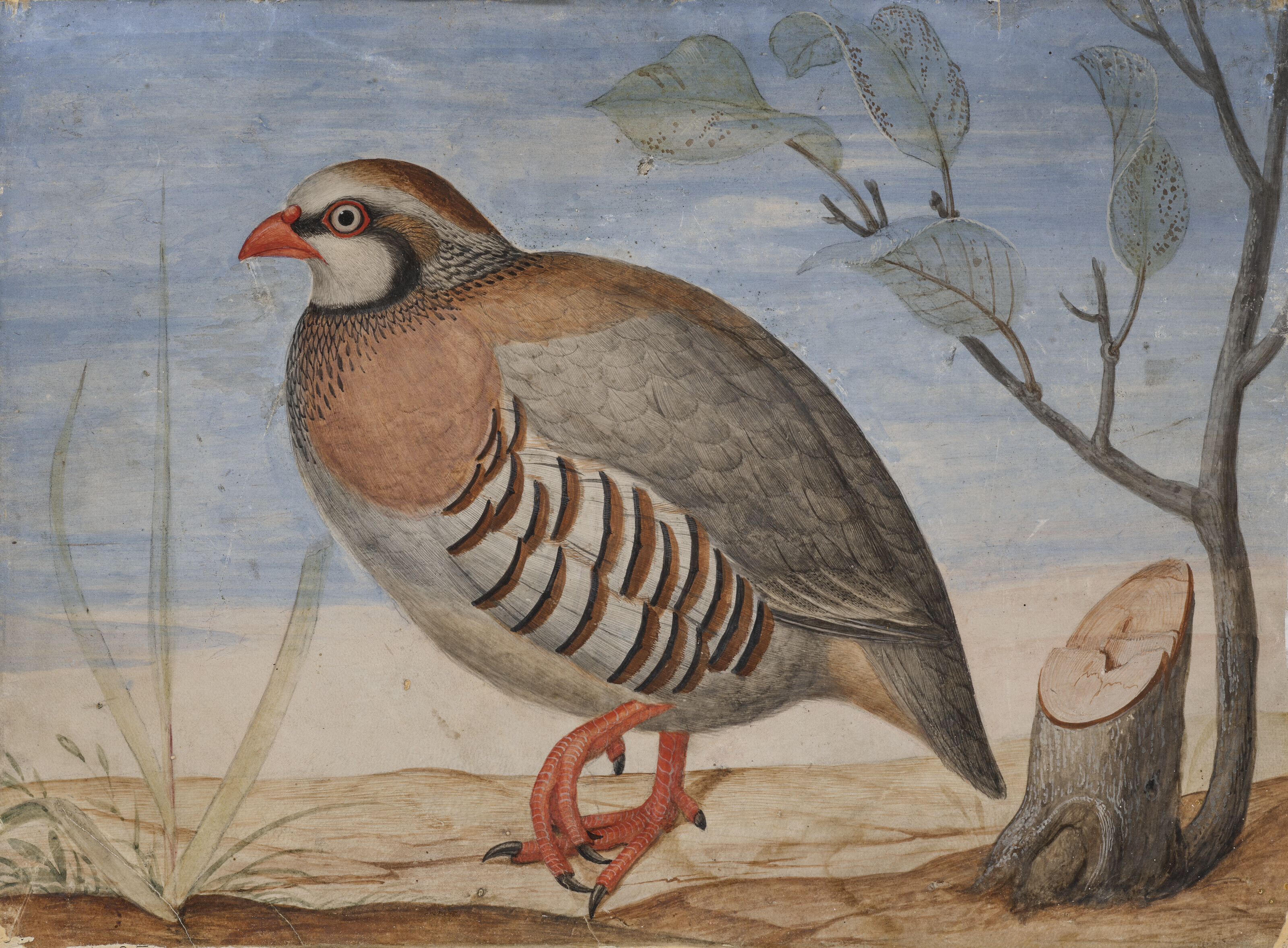 Italian School — Личинка рыжего попугая ( Alectoris rufa ) и гриль-куку (Cuculidae) на одной ветви, изображение 2