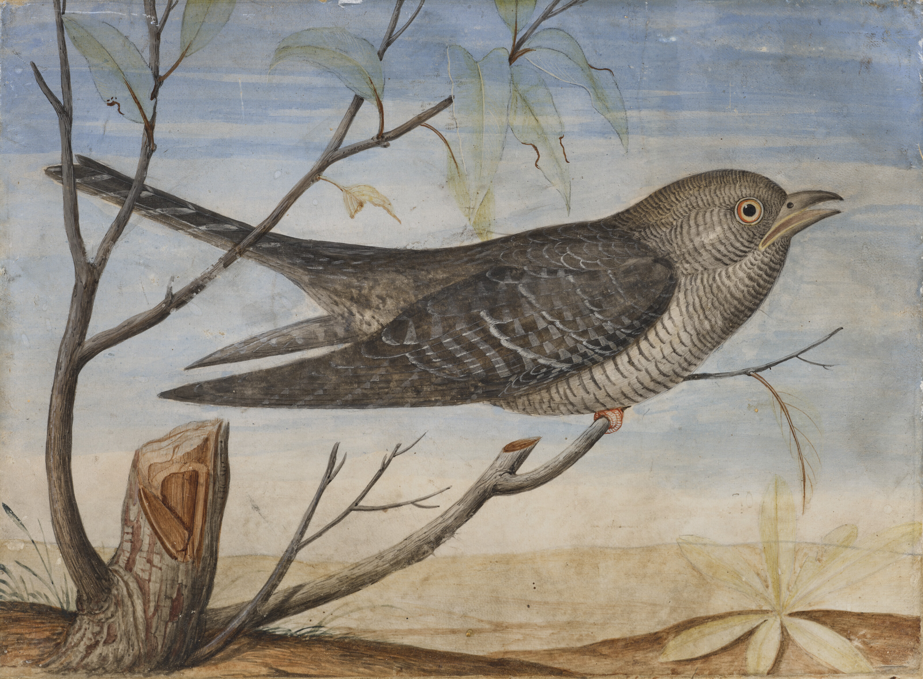 Italian School — Личинка рыжего попугая ( Alectoris rufa ) и гриль-куку (Cuculidae) на одной ветви, изображение 4