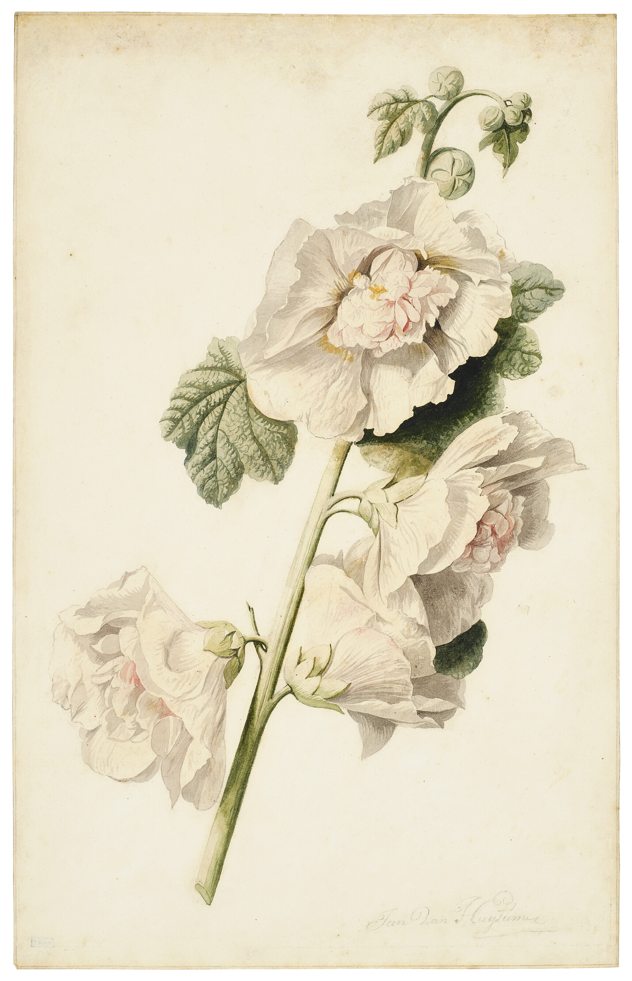 Jan van Huysum — Розовая махровая мальва (alcea rosea)