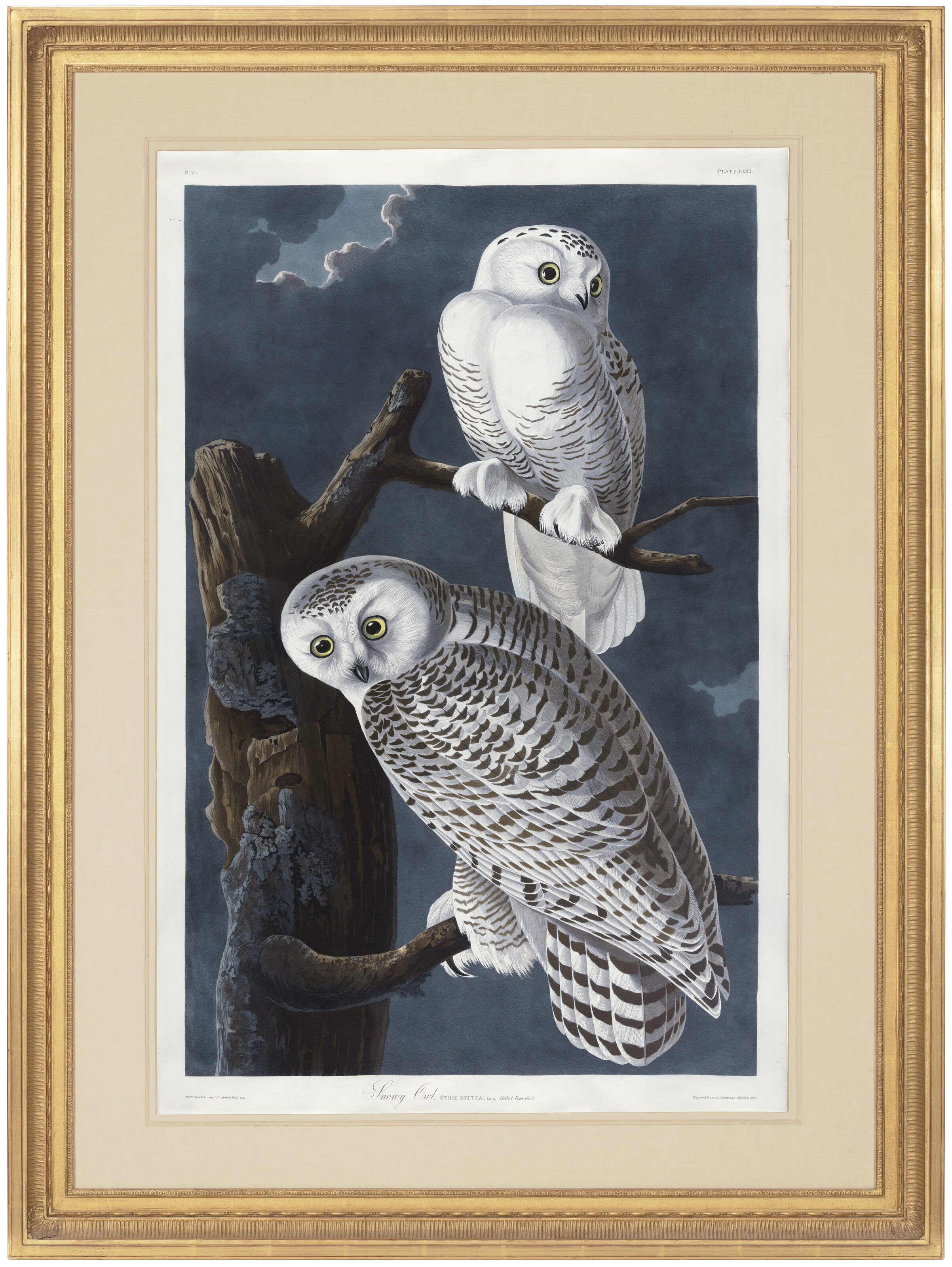 John James Audubon — Снежная сова (Plate CXXI) Nyctea scandiaca, изображение 2