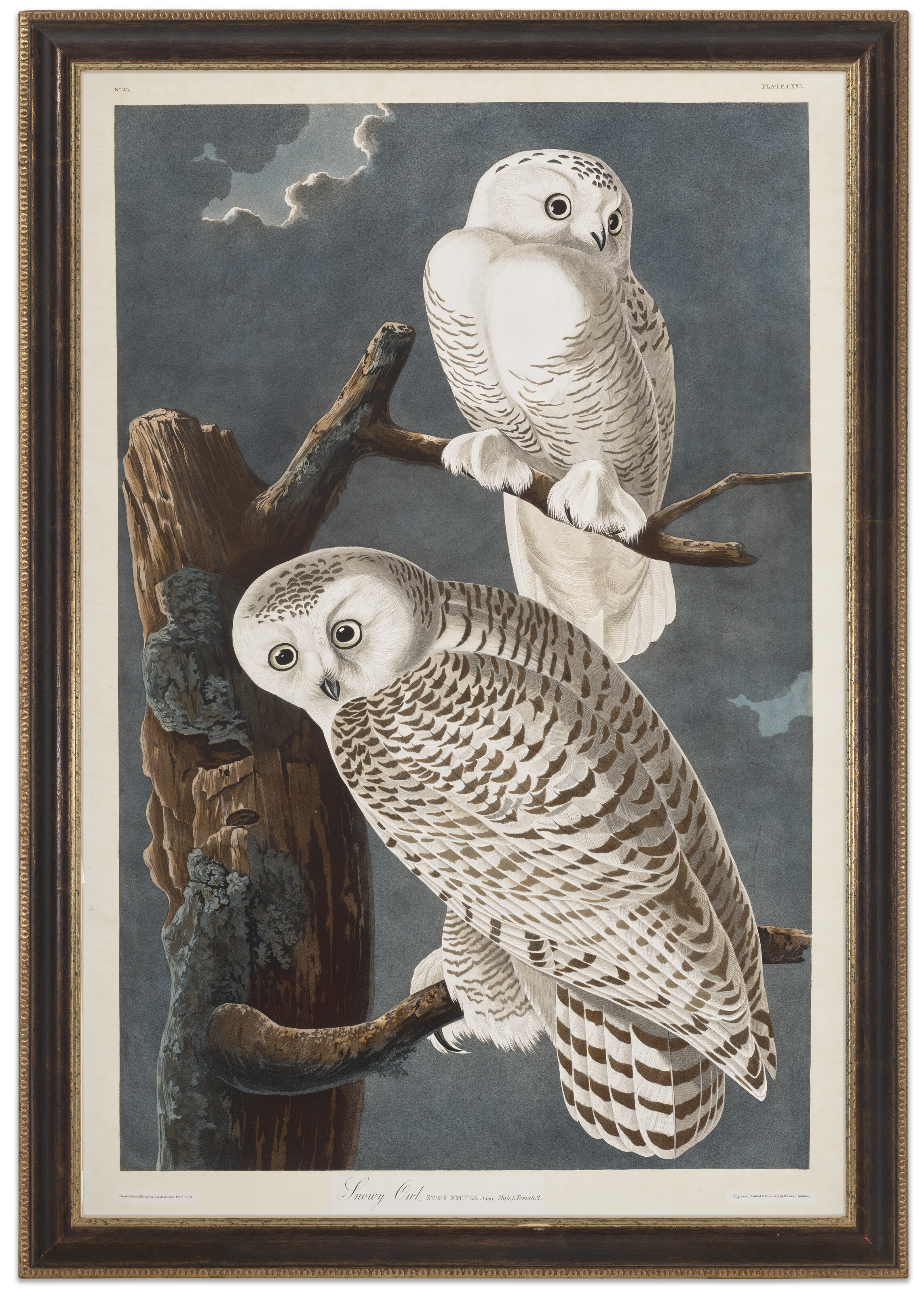 John James Audubon — Снежная сова (фото CXXI), изображение 2