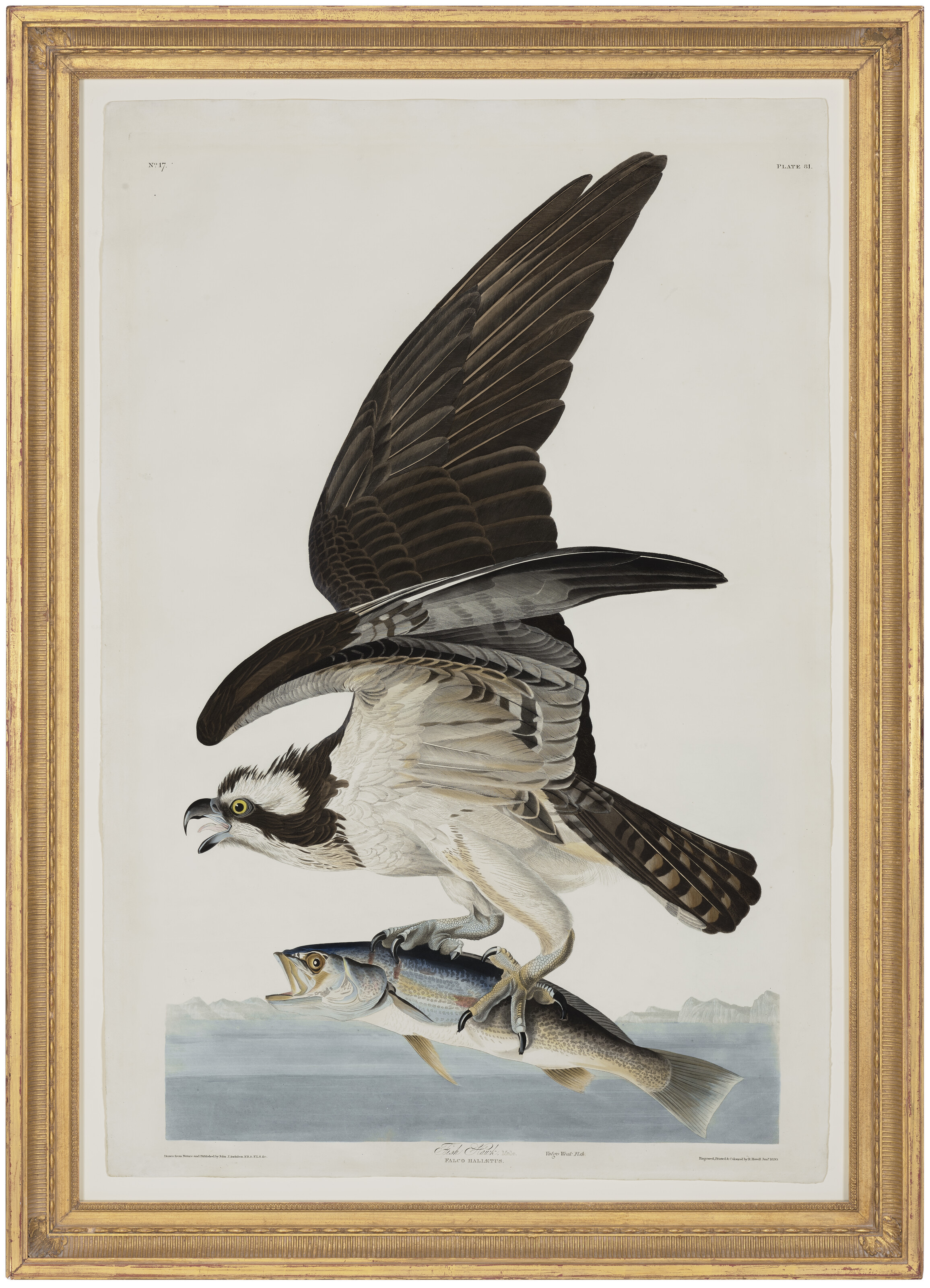 John James Audubon — Ястреб-рыболов (фото 81) Скопа, Pandion haliaetus, вариант 1, изображение 2