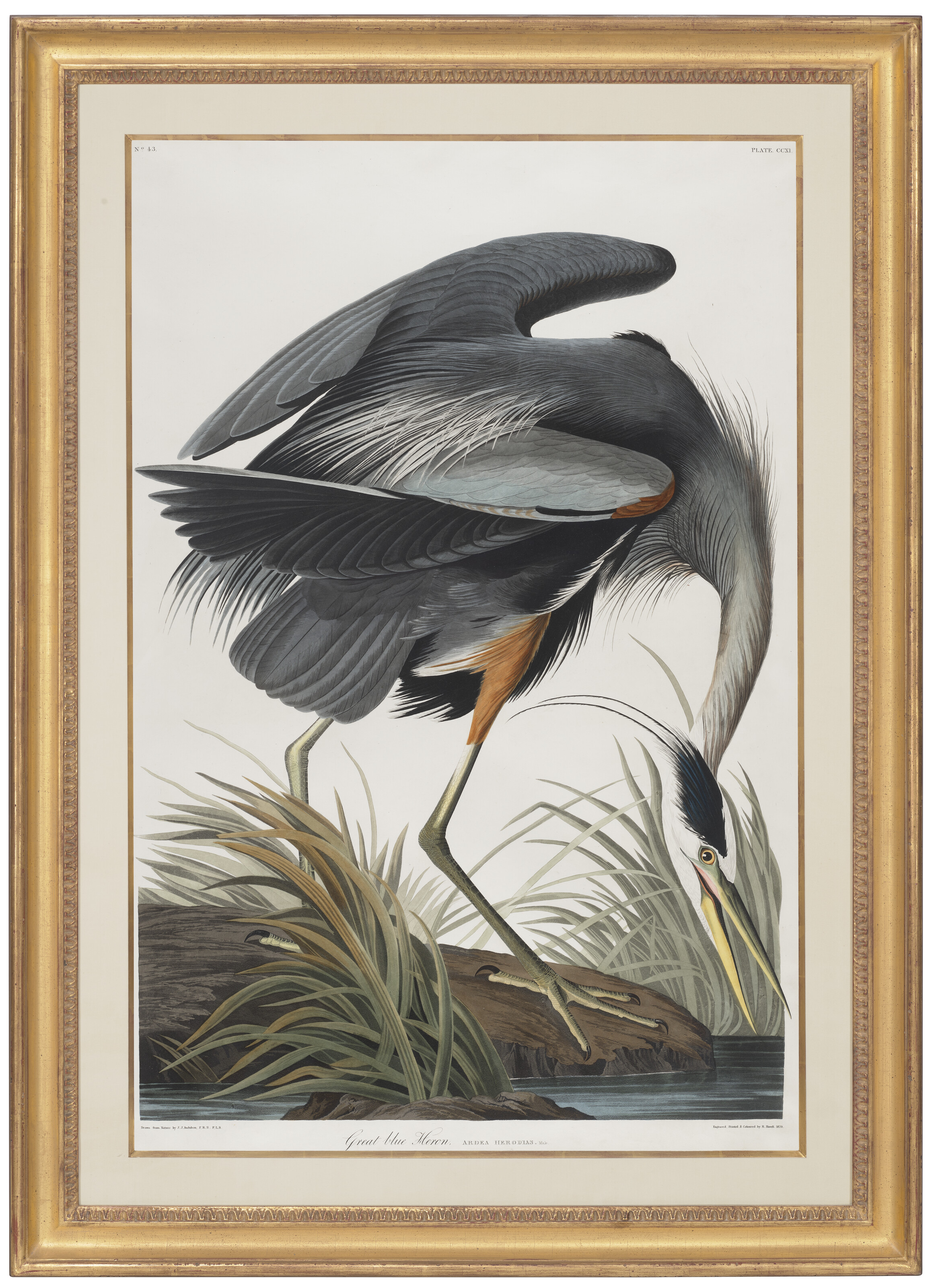 John James Audubon — Большая голубая цапля (фото CCXI) Ardea herodius, изображение 2