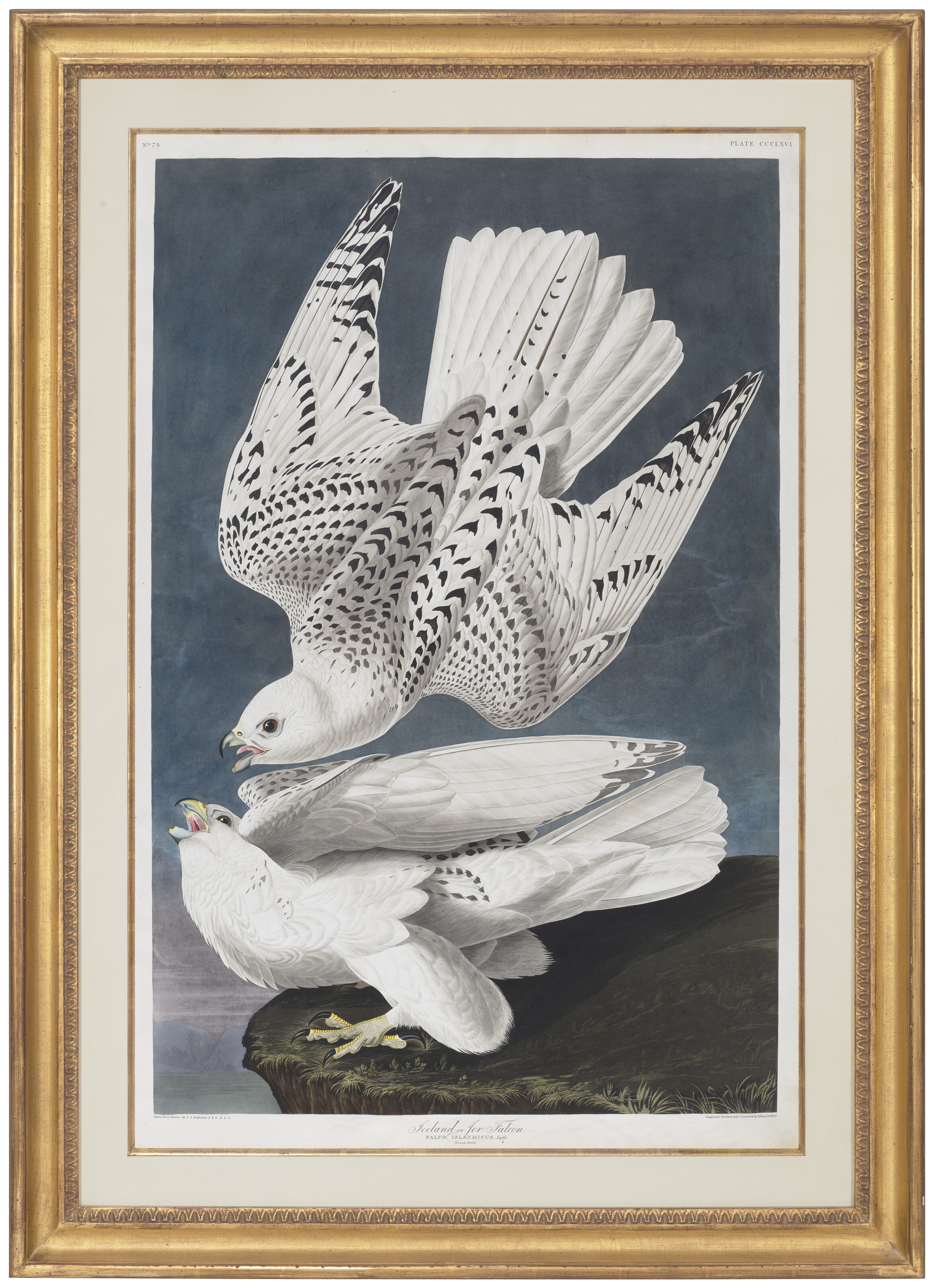 John James Audubon — Исландский или обыкновенный кречет (фото CCCLXVI), Falco rusticolus, изображение 2