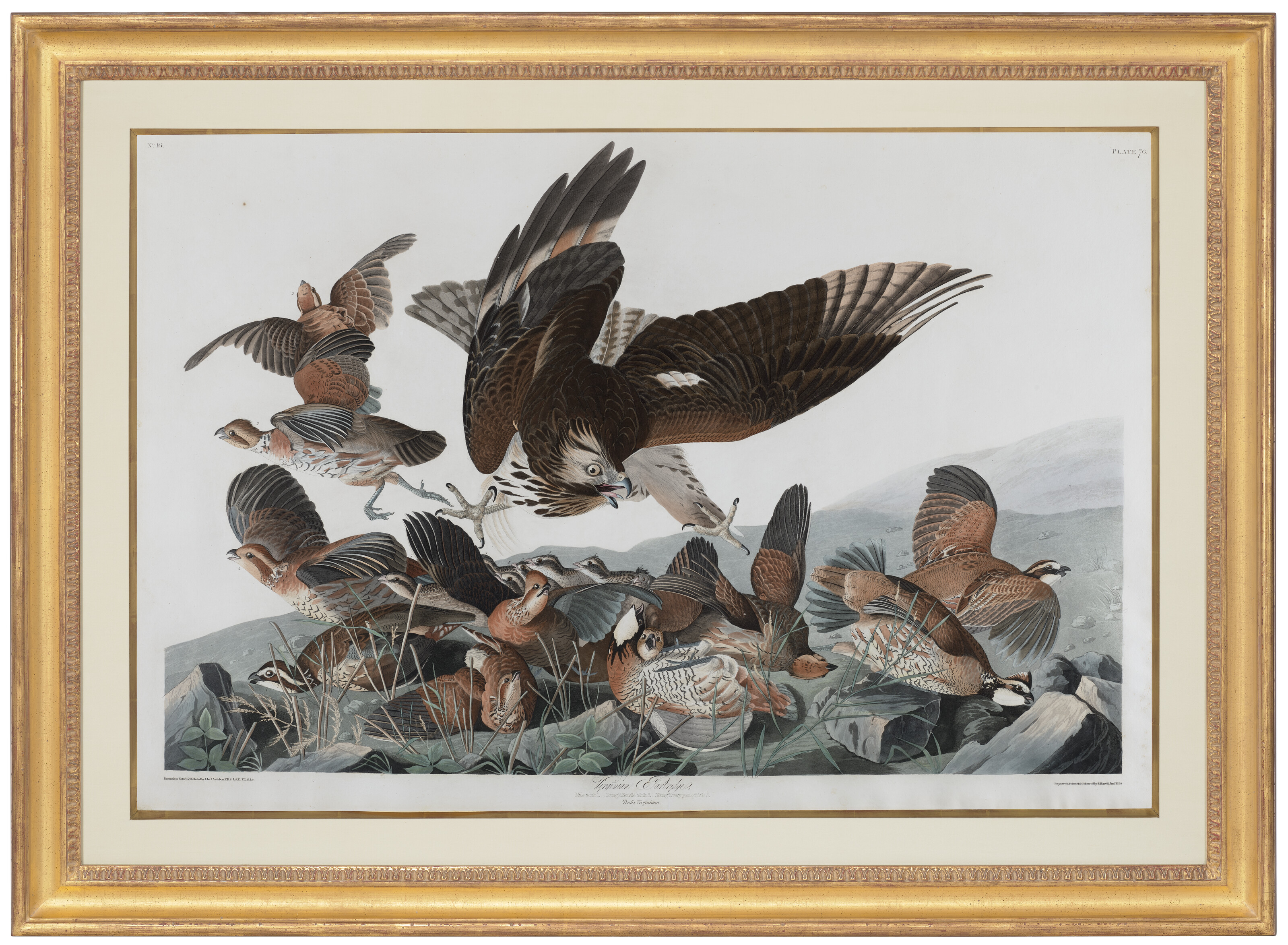 John James Audubon — Вирджинская куропатка (фото 76) Северная белобрысая, Perdix Virginiana, вариант 1, изображение 2
