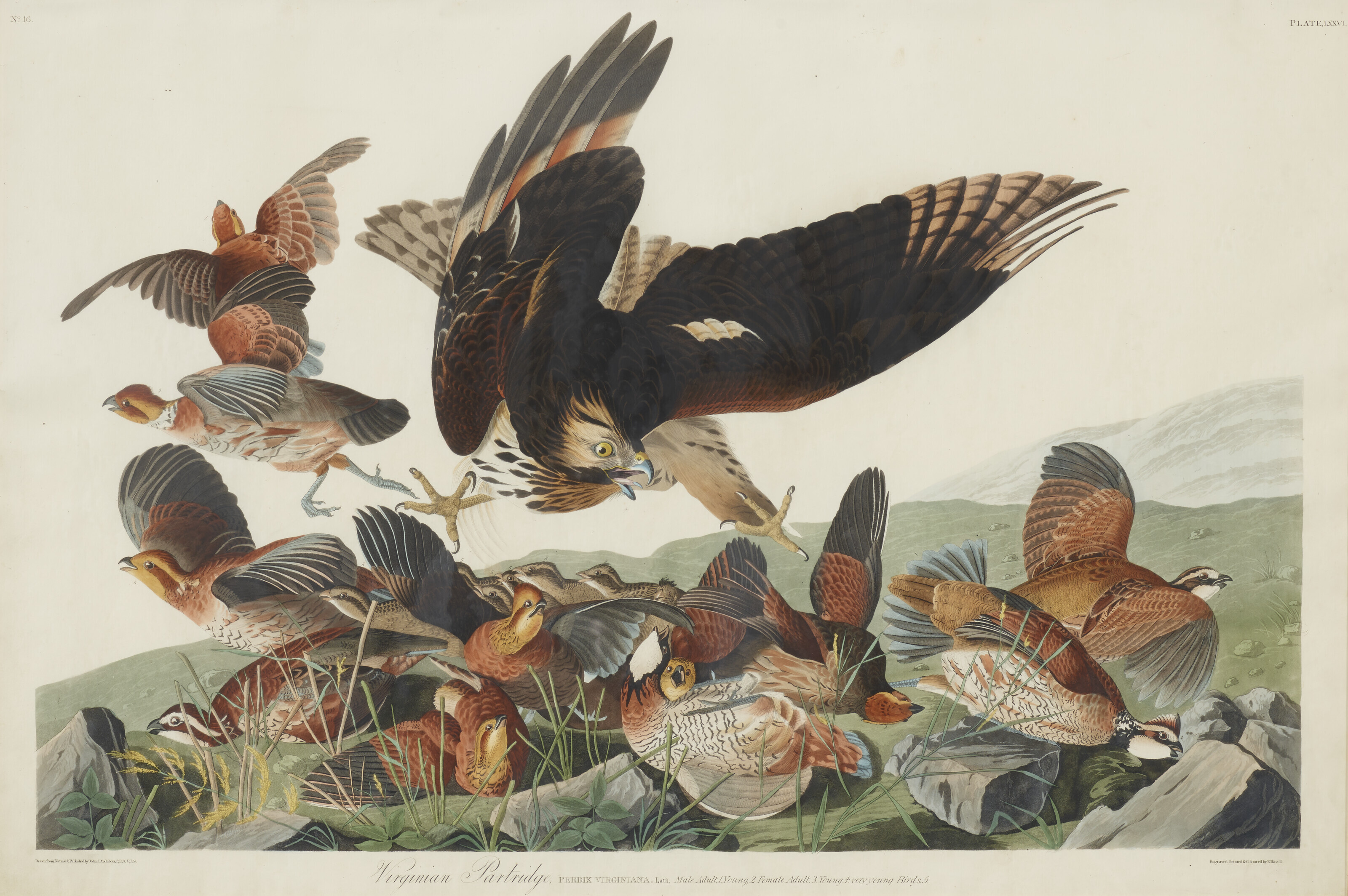 John James Audubon — Виргинская куропатка (фото LXXVI) Predix Virginiana