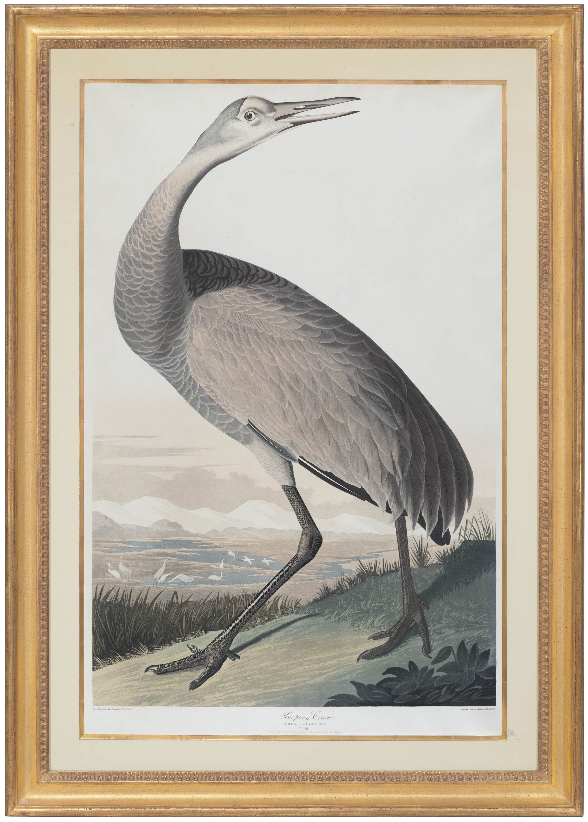 John James Audubon — Кран-манипулятор (табличка CCLXI) Sandhill Crane, Grus canadensis, изображение 2