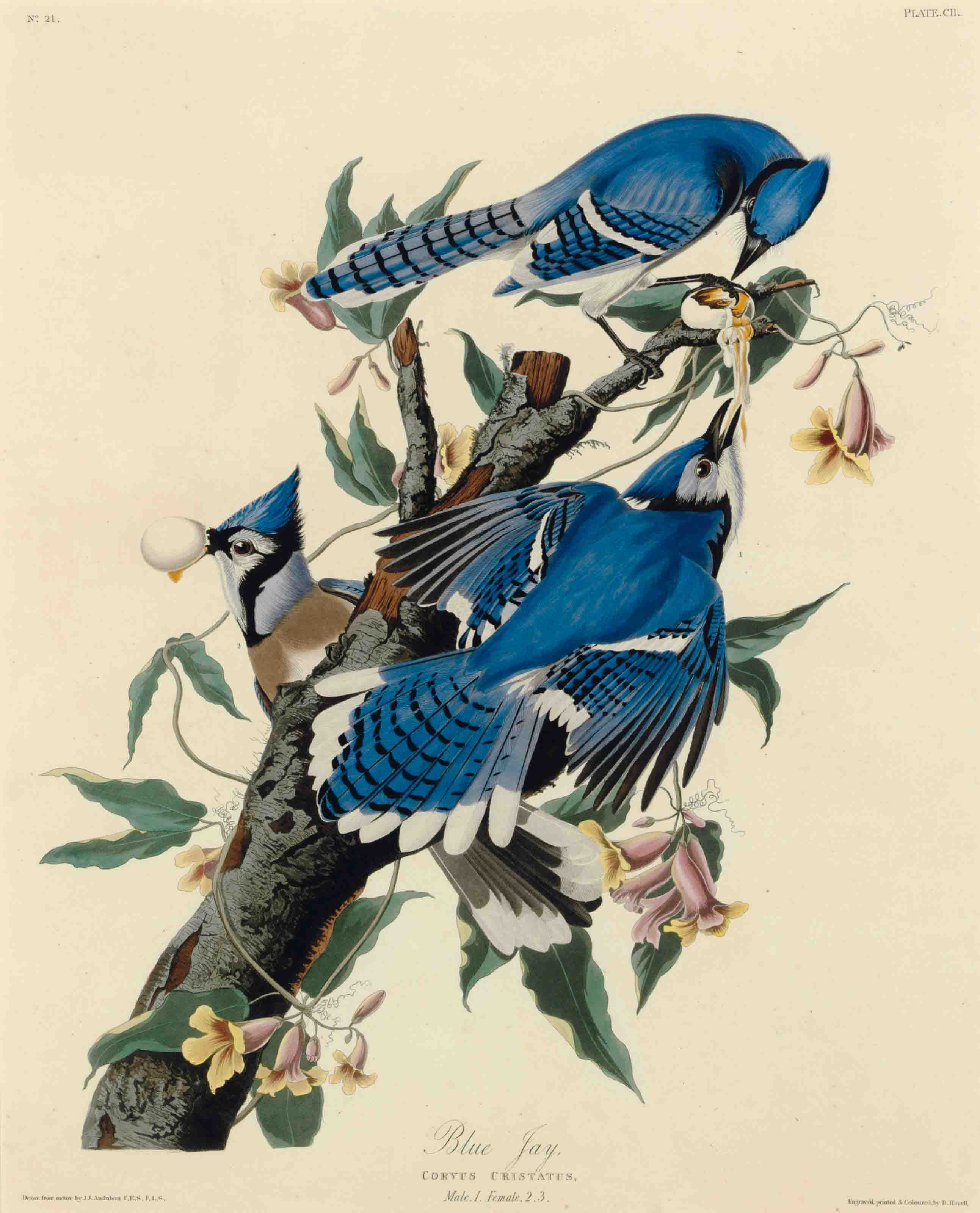 John James Audubon — Голубая сойка (пластинка CII) Corvus cristatus
