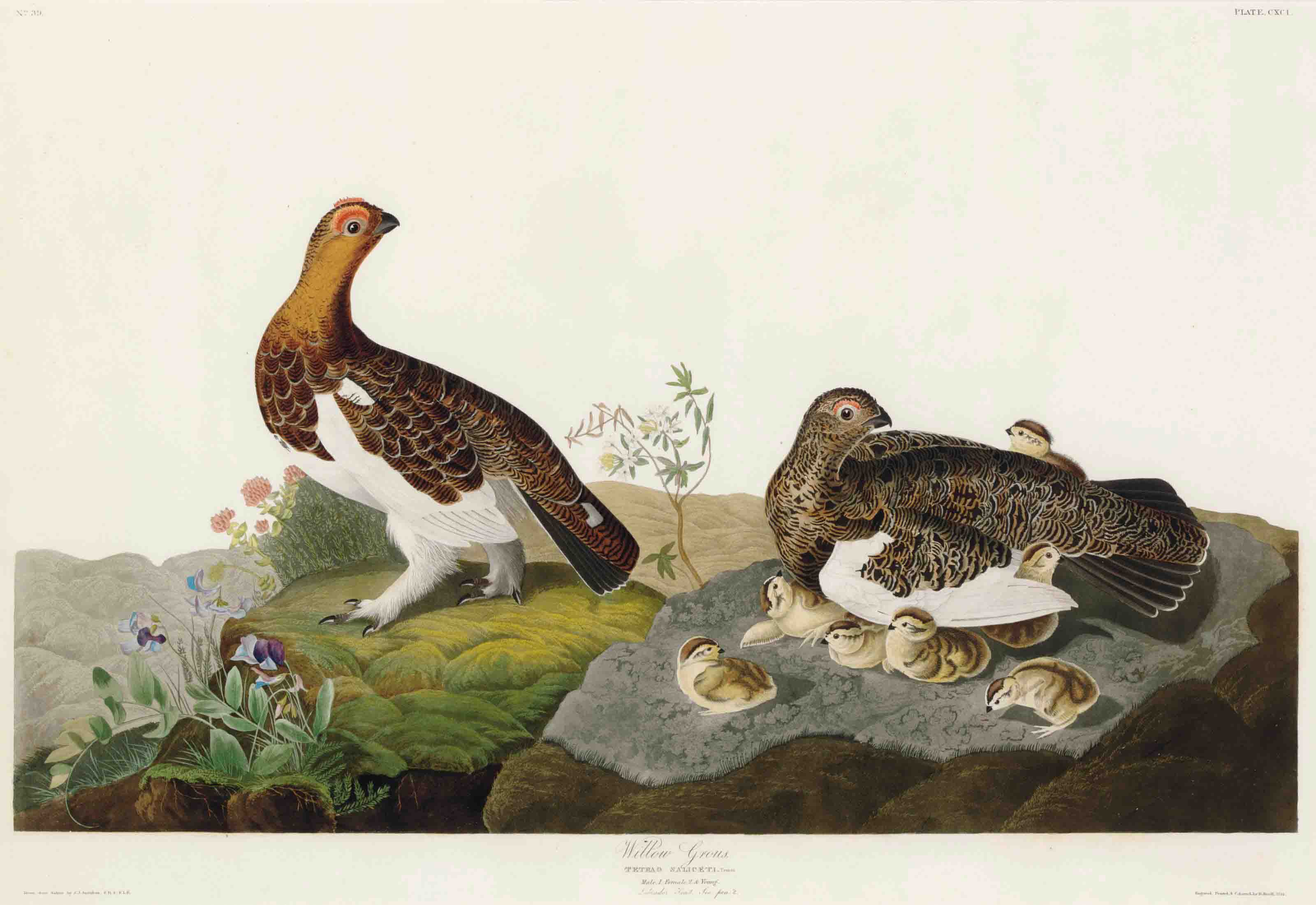 John James Audubon — Ивовая крупа (пластинчатая CXCI) Tetrao saliceti, вариант 2