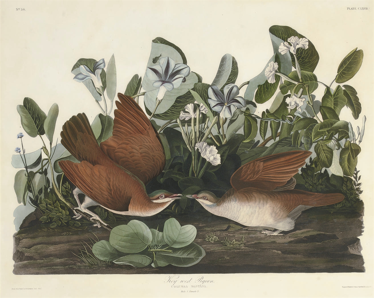 John James Audubon — Голубь Ки-Уэст (фото CLXVII) Columba montana