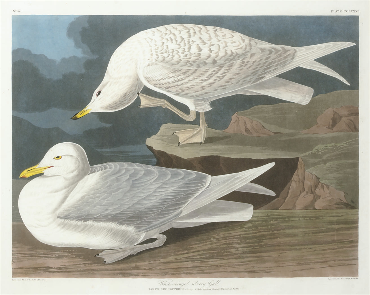 John James Audubon — Белокрылая серебристая чайка (фото CCLXXXII) Larus leucopterus