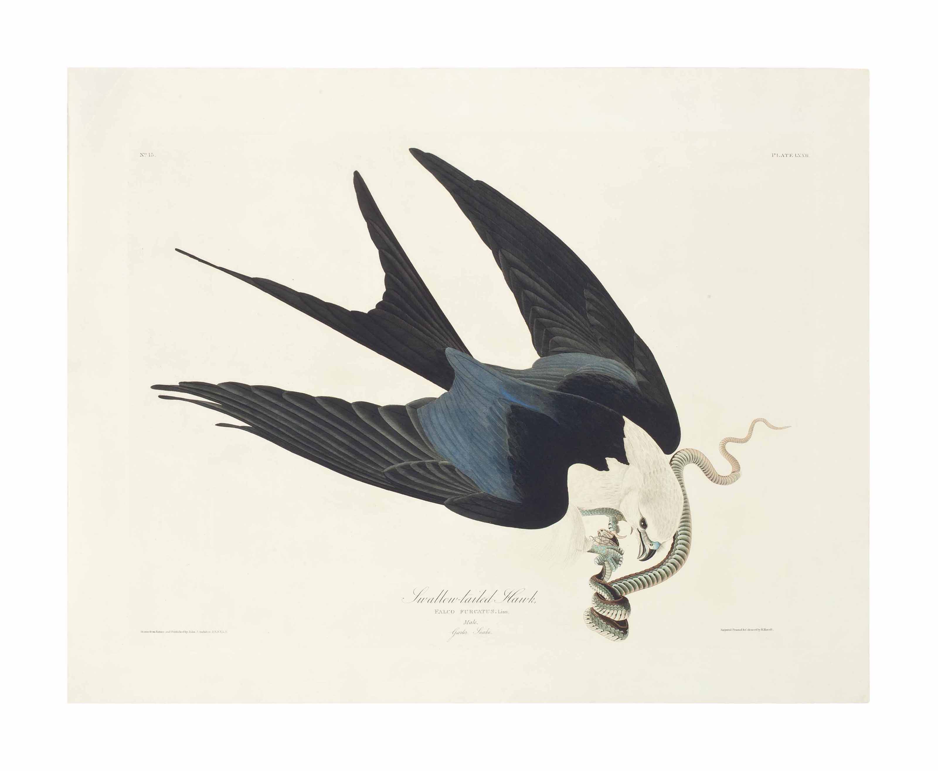 John James Audubon — Ястреб-ласточкохвост (пластина LXXII) Falco furcatus, вариант 2