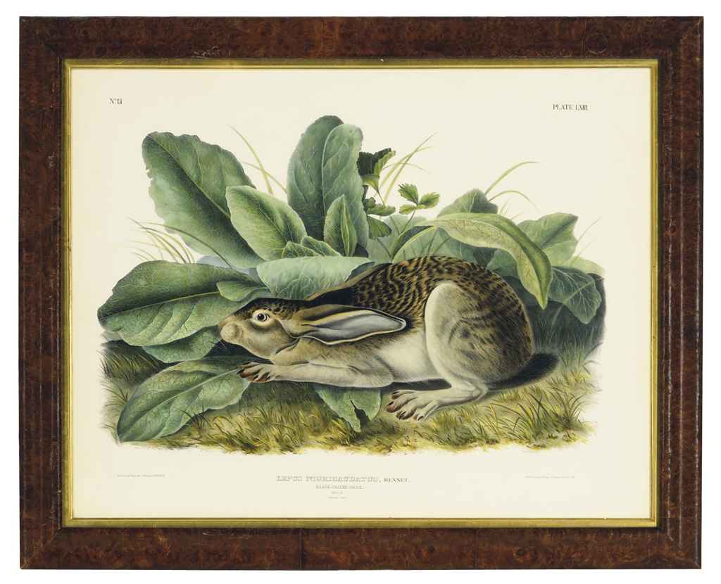John James Audubon — Чернохвостый заяц: одна тарелка