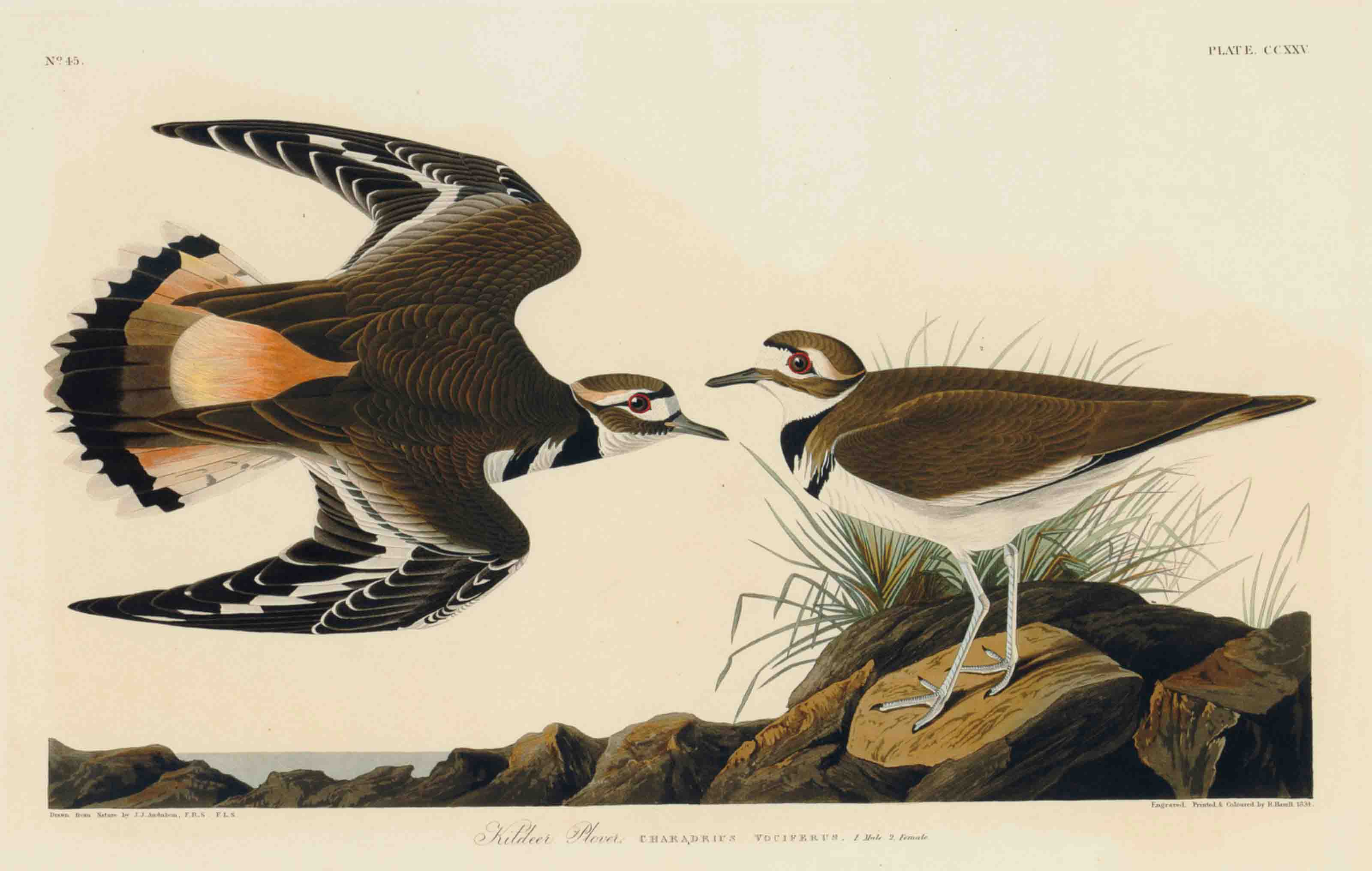 John James Audubon — Ржанка-кильдир (пластинка CCXXV) Charadrius vociferus Вариант 1
